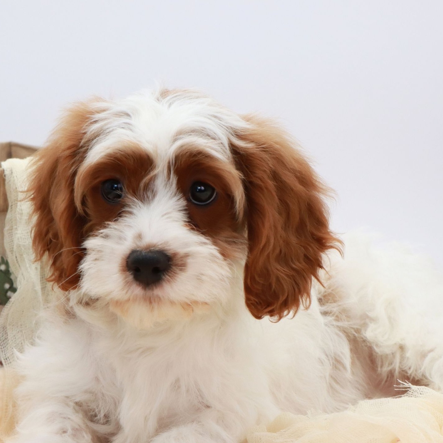 Meet Jetta! Our Beautiful Blenheim Cavapoo 🧡 #cavapoo