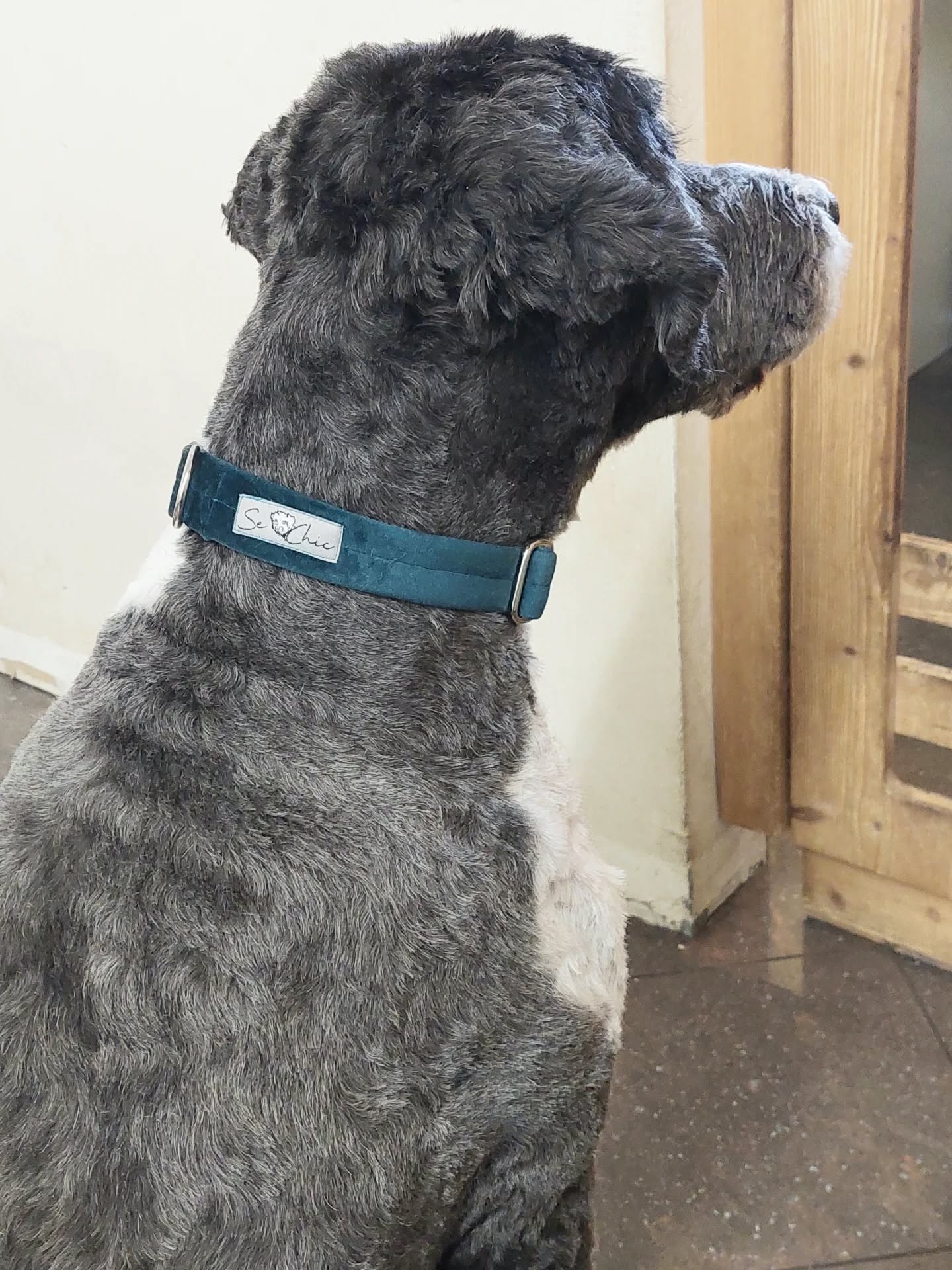 Balu mit seinem neuen Se Chic Halsband🩵✨️
#BaluLiebtSeChic#SeChicHalsband#Hundeliebe#GassiMitStil#Hundeaccessoires#weihnachten#WeihnachtenMitHund#hundeaufinstagram