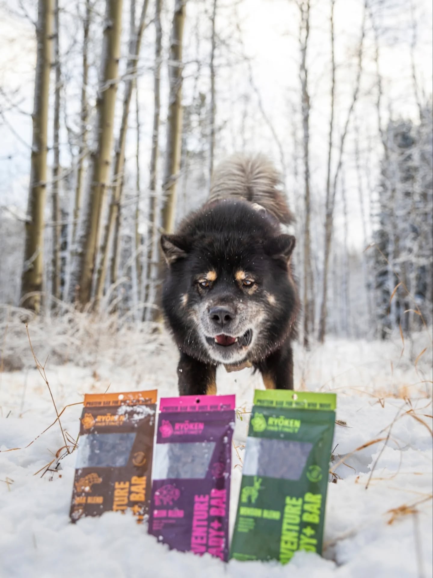 Today marks the 4th anniversary of @ryokeninstinct and to celebrate, Boar, Bison, and Venison bars just returned with a glow up! I am so ready to pounce on them - which protein do you think I'm gonna chomp first? Hold the dots and scroll to see me make my selection!
If you wanna get your paws on some of these tasty, allergy-friendly novel proteins don't forget to use code πππππ¨ππ‘π¦π§ππ‘ππ§ to save! They make perfect gifts and stocking suffers for any adventure pup, whether naughty (like me) or nice. π