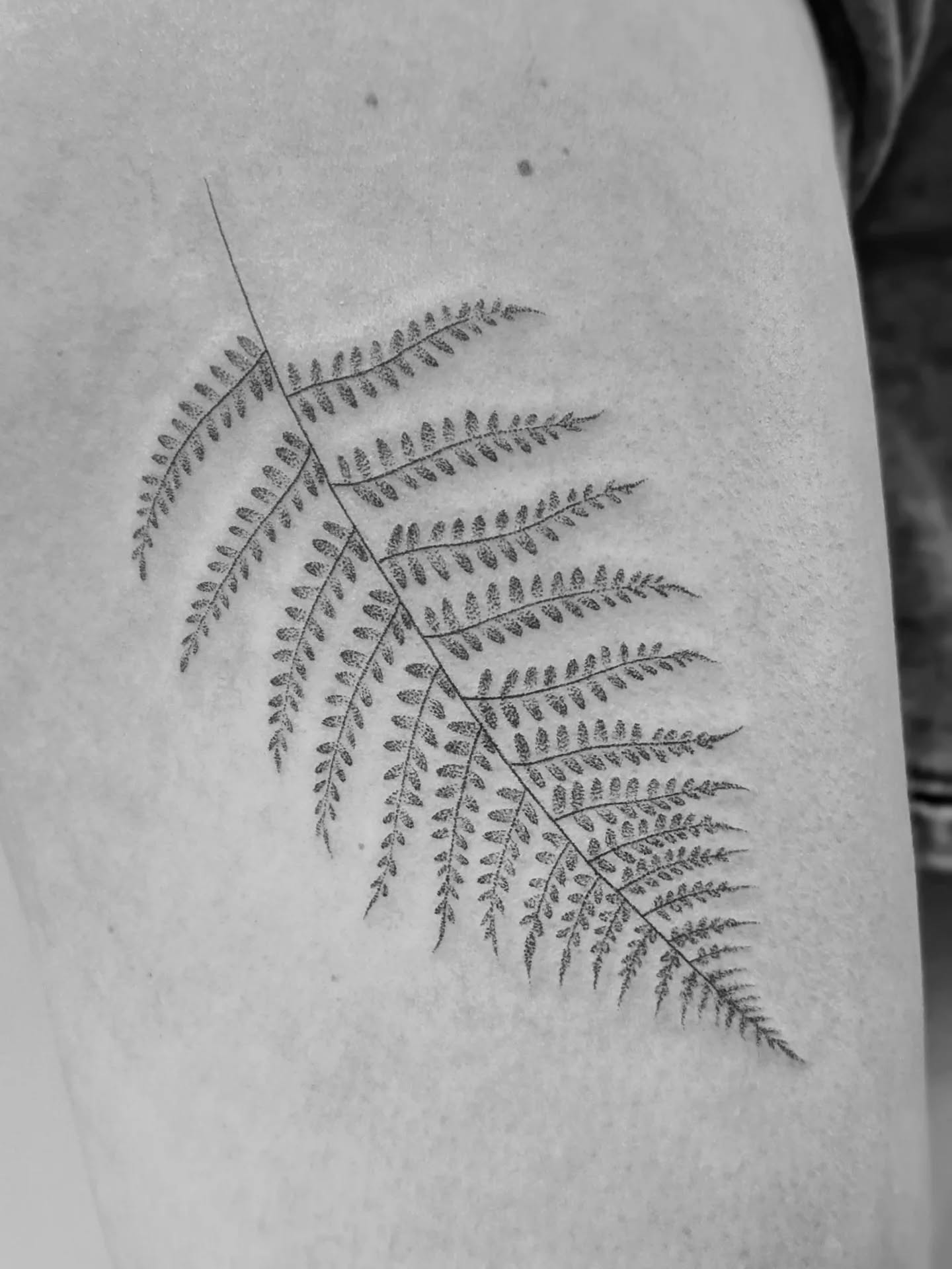 Yesterday, Lois came in for a bespoke handpoked fern for her first tattoo. It was so lovely to chat… I think we were swapping birth stories within about ten minutes 😆
Thank you so much for your trust Lois! 🌿
______
✨ Enquiries are OPEN
Browse & book designs on my website, or enquire about something bespoke. All tattoos are gently handpoked in my peaceful village garden studio near Bedford. 🧡
🎁 Gift vouchers available