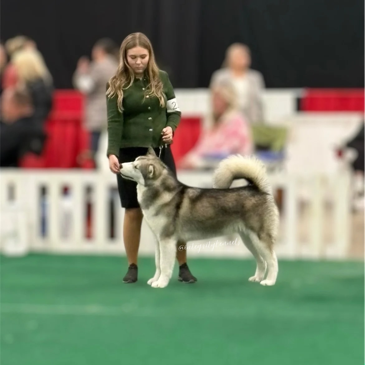 Aurora District & Kennel Club 2025 (entered 2 days) ๐ ๐๐ข๐ง๐ฌ๐ฅ๐๐ฒ ๐ ๐๐๐๐๐ ๐๐๐ง ๐๐ก ๐๐ง๐ญ๐๐ ๐ซ๐ข๐ญ๐ฒโ๐ฌ ๐๐ญ๐ข๐๐ค๐ฒ ๐๐ข๐ญ๐ฎ๐๐ญ๐ข๐จ๐ง entered 3 shows takes Best of Opposite Sex ๐๐ค x1 to ๐ชฝCostello๐ชฝ who finishes his ๐Can Ch, followed up by Best of Breed x2 starting her Can Grand Ch! โค๏ธ๐ค๐
โจB/O Integrity, SilverDream & Shojikiโจ
Thank you judges Dr Vania Haga๐ง๐ท, Andrew Burt๐ฆ๐บ & Livija Zizevske๐ฑ๐น for your compliments and acknowledging our dogs this weekend. โค๏ธ๐พ
Ainsley also got LOTS of love and attention at the Pet Expo this weekend ๐ฅฐ
โโ
๐ง teracorrigan@gmail.com
๐ (613) 492-0110
๐ www.integritykennels.ca
โโ
#integritykennels #integritymalamutes #integritybouviers #alaskanmalamute #alaskanmalamutes #malamute #alaskanmalamutepuppy #malamutepuppies #bouvierdesflandres #bouvier #bouviers #bouvierdesflandrespuppy #bouvierpuppies
#americankennelclub #canadiankennelclub #registeredpuppies #ethicalbreeder #conformationdogshows