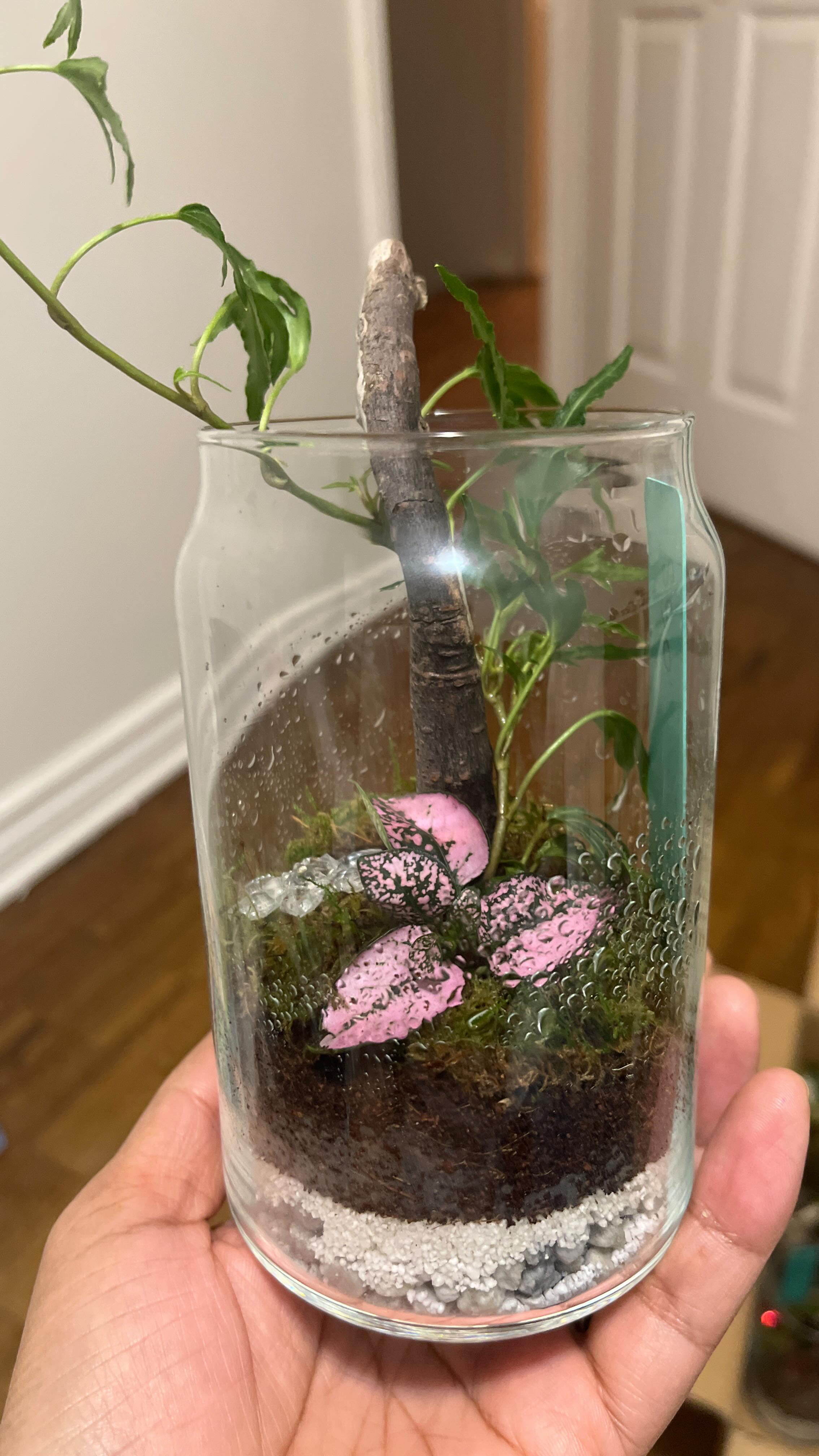 Happening now at UOttawa! 🌱✨
I’m here with my little treasures — mini terrariums, each one a tiny moment of calm.
I’m sharing the table with a friend offering wellness & beauty products — handmade creams and scented oils crafted with so much care.
If you’re on campus, come say hi and discover something natural, soothing, and uplifting. 💛
#Shootsia #UOttawa #OttawaEvents #MiniTerrariums #PlantLoversCanada #OttawaSmallBusiness #WellnessAndBeauty #HandmadeCanada #LocalCreators #NaturalAesthetic #CampusLifeOttawa