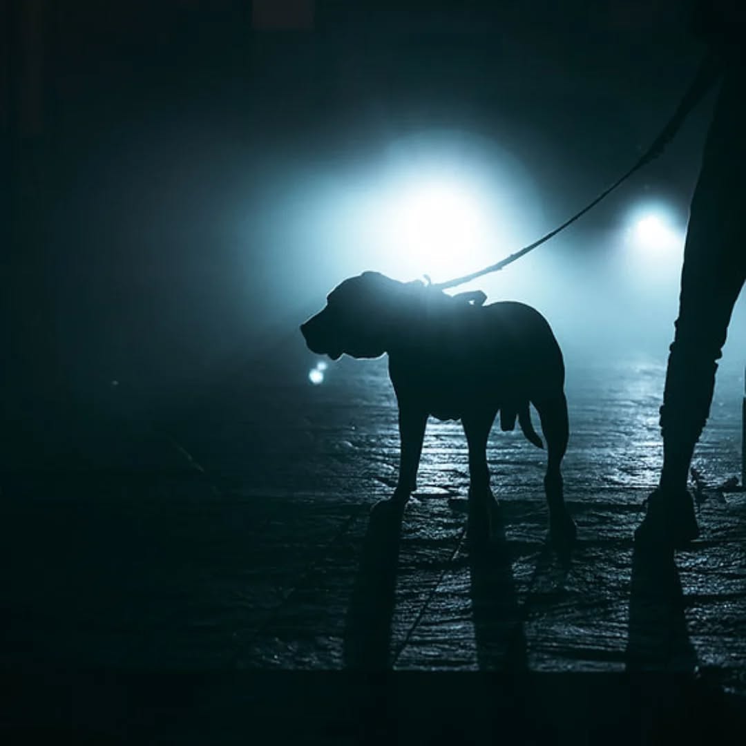 Why High-Visibility Accessories Matter for Dogs in Winter
Large breed dog on a lead and harness being walked in the dark
Winter in the UK brings shorter days, darker mornings, early sunsets, fog, drizzle and long stretches of overcast weather, it is not the best, is it?! For dog guardians, that means a significant portion of daily walks happens in low-light conditions. Ensuring your dog is clearly visible is not simply a matter of good practiceβit is a vital safety measure supported by behavioural science, welfare considerations and data on roadside risk.
Full blog post here
https://www.problempetsolutions.co.uk/single-post/why-high-visibility-accessories-matter-for-dogs-in-winter