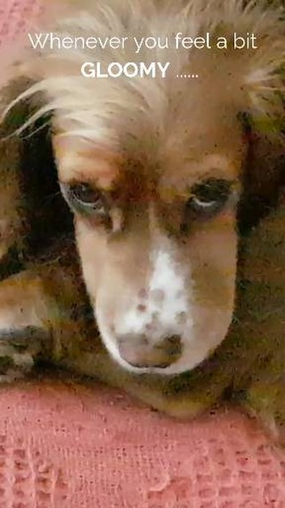 "If you need a little midweek smile, go meet HunnyWunny — she’s basically a furry little life coach in disguise!" 🐾💚🐶
She has her very own Instagram page now @hunnywunnycocker.uk and it's her very first #WiggleWednesday today!
#SpanielLove
#ForTheLoveOfDogs
#MotivationalPets
#DogsofInstagram
#WiggleItWednesday
#RaisingTheVibration