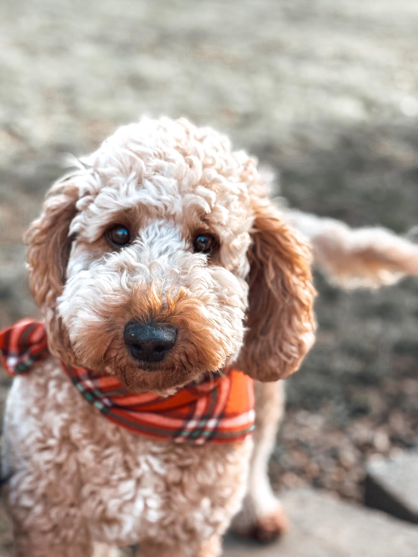 Sweet Honey! Our little poodle! 😍 #poodlepuppies #doodlepuppies #goldendoodlepuppies