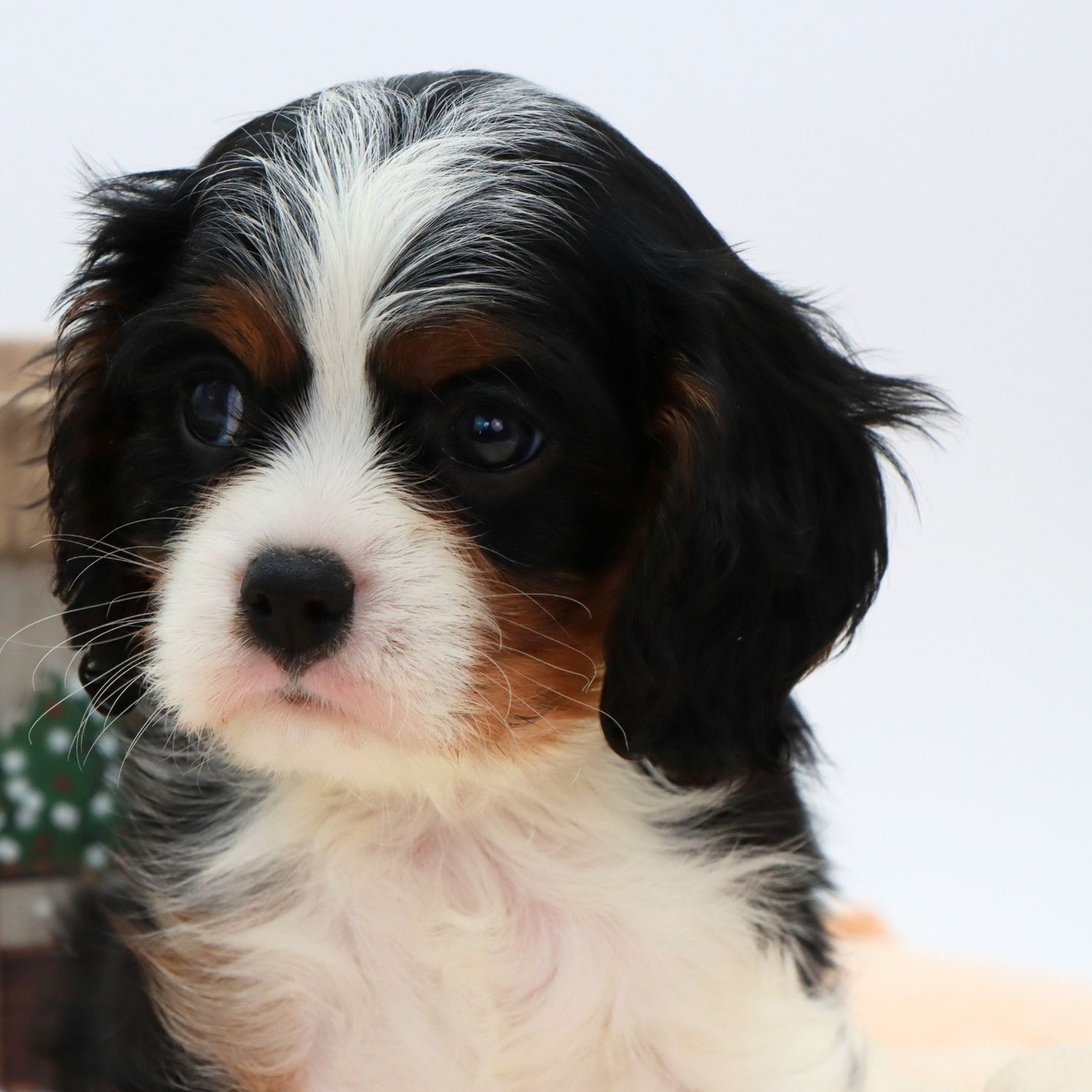 Meet Kye! Our handsome tri-color cavalier king charles spaniel boy 🧡 #cavalierkingcharlesspaniel