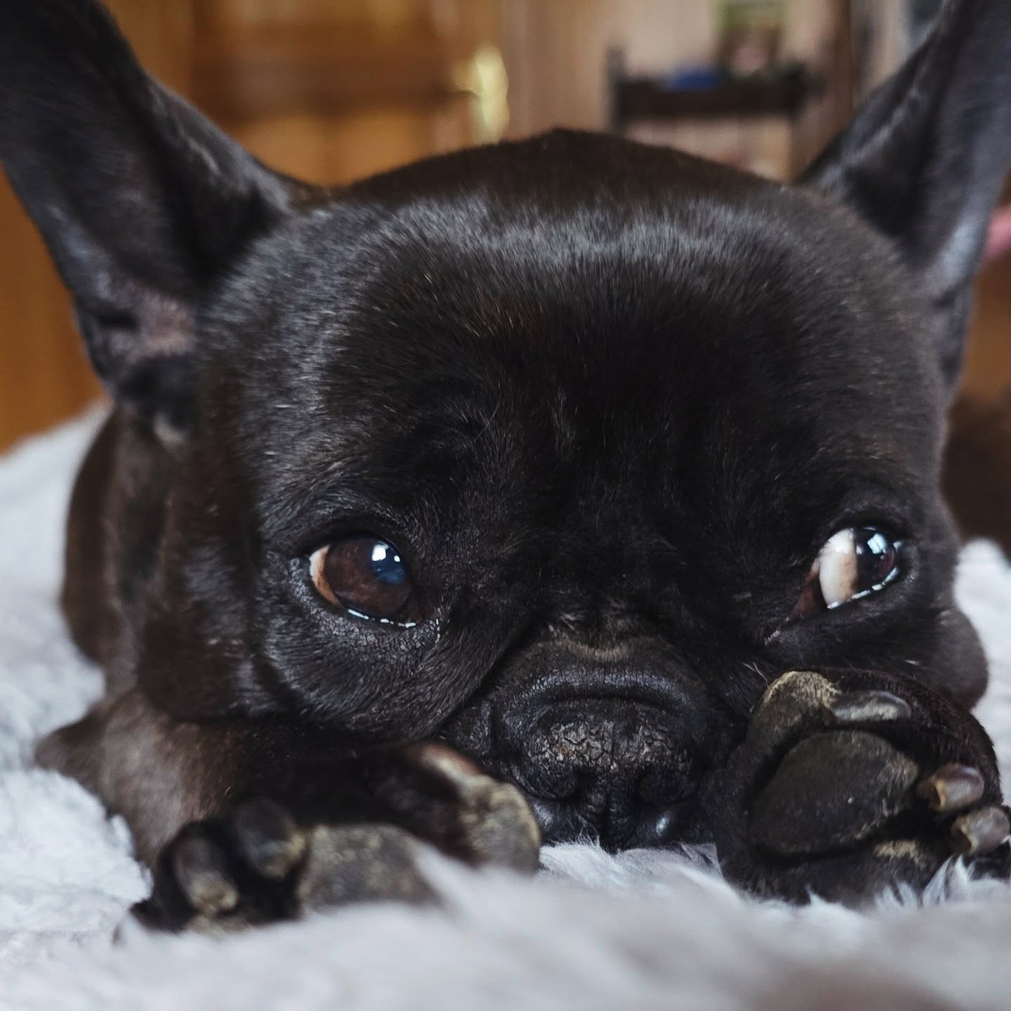 2. Advent ✨💛
Während draussen die Kälte klirrt, kuschelt sich meine alte Frenchiedame Fiona tief entspannt auf der Couch ein. Wir geniessen die warmen Momente, den Duft von Tee und die kleine Adventsruhe im Herzen.
Kuschelige Adventsgrüsse von uns beiden 🐾🕯️💤