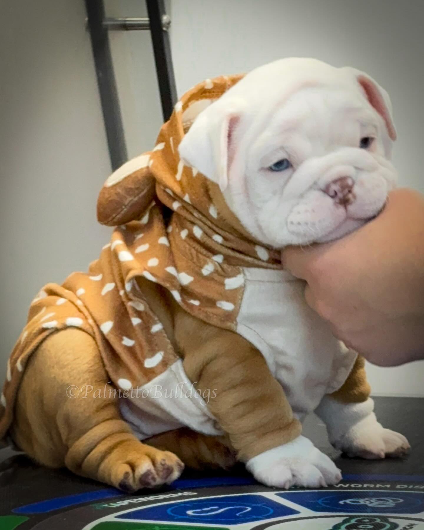 Emma such a sweet little reindeer! #intargram #palmettobulldogs #bulldog #puppy #instragram #love
