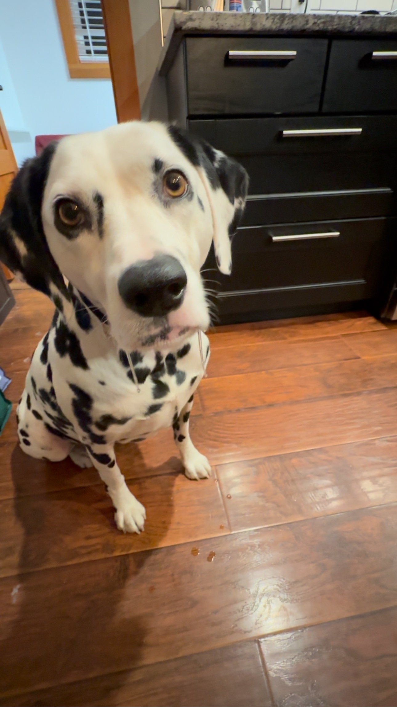Building a burger… and someone’s hoping for a bite.
#TripleSmoke #dalmatian #hangry