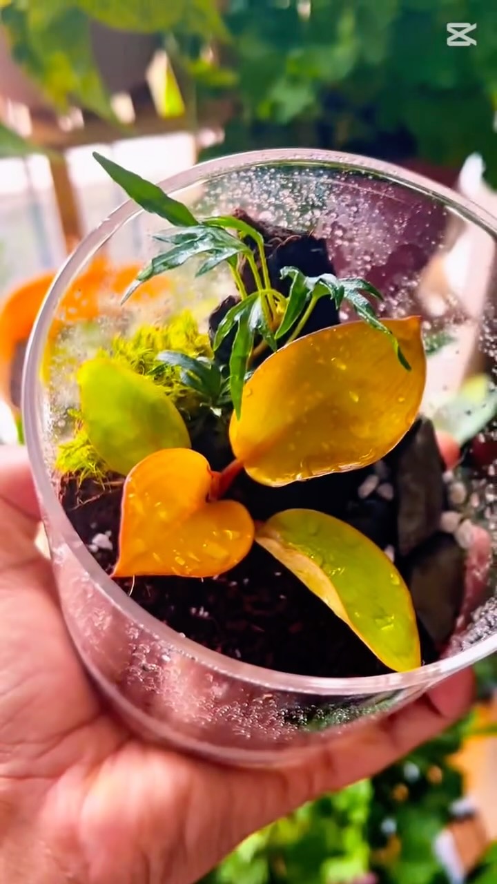 A tiny world inside a glass. Calm, green, always beautiful.
Our new terrariums are made to bring a little peace to your space.
At Shootsia, you never have too much… plants. 🌿✨
#Shootsia #OttawaPlants #OttawaSmallBusiness #YOWPlants #TerrariumLove #TerrariumLife #RarePlantsCanada #PlantCommunity #PlantAddict #IndoorJungle #PlantMagic #TinyWorldBigJoy #HouseplantClub #MossTerrarium #glassgarden