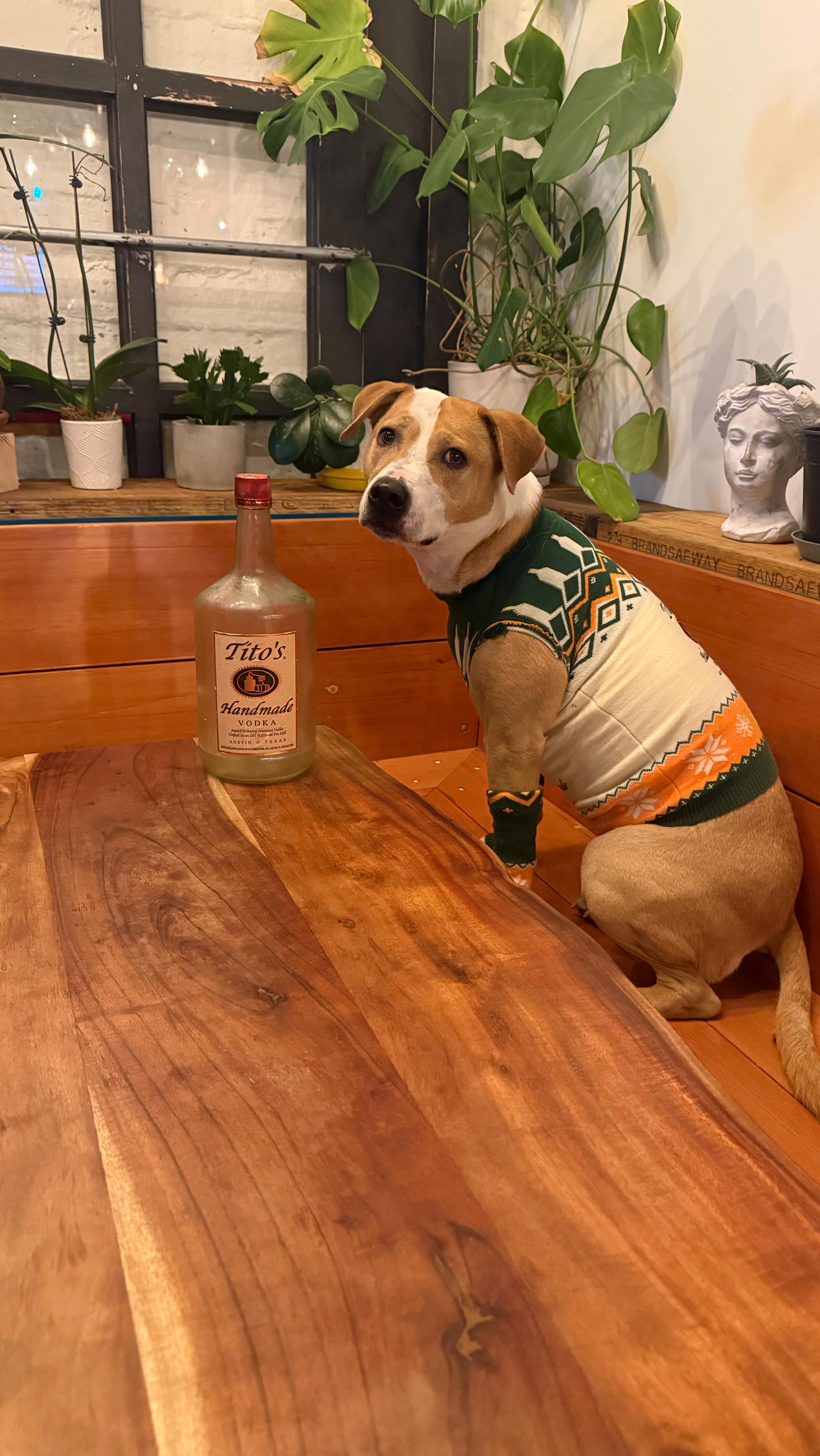 The chill has arrived and Cardi understood the assignment. ❄️🐾
SWEATER. WEATHER. 🧶✨
Huge thanks to @titosvodka for the cozy fit and to our four-legged supermodel for absolutely stealing the spotlight 🐶💅
No animals were harmed in the making of this reel—only wildly overpaid in treats 🦴💖
.
.
.
#crowandcart #shrubcocktails #cocktailsandmocktails #eugeneoregon #titosvodka #whiteakerneighborhood #craftcocktails #dogsinbars #titosanddogs #sweaterweather❤️ #womanownedbusiness #goodgirl