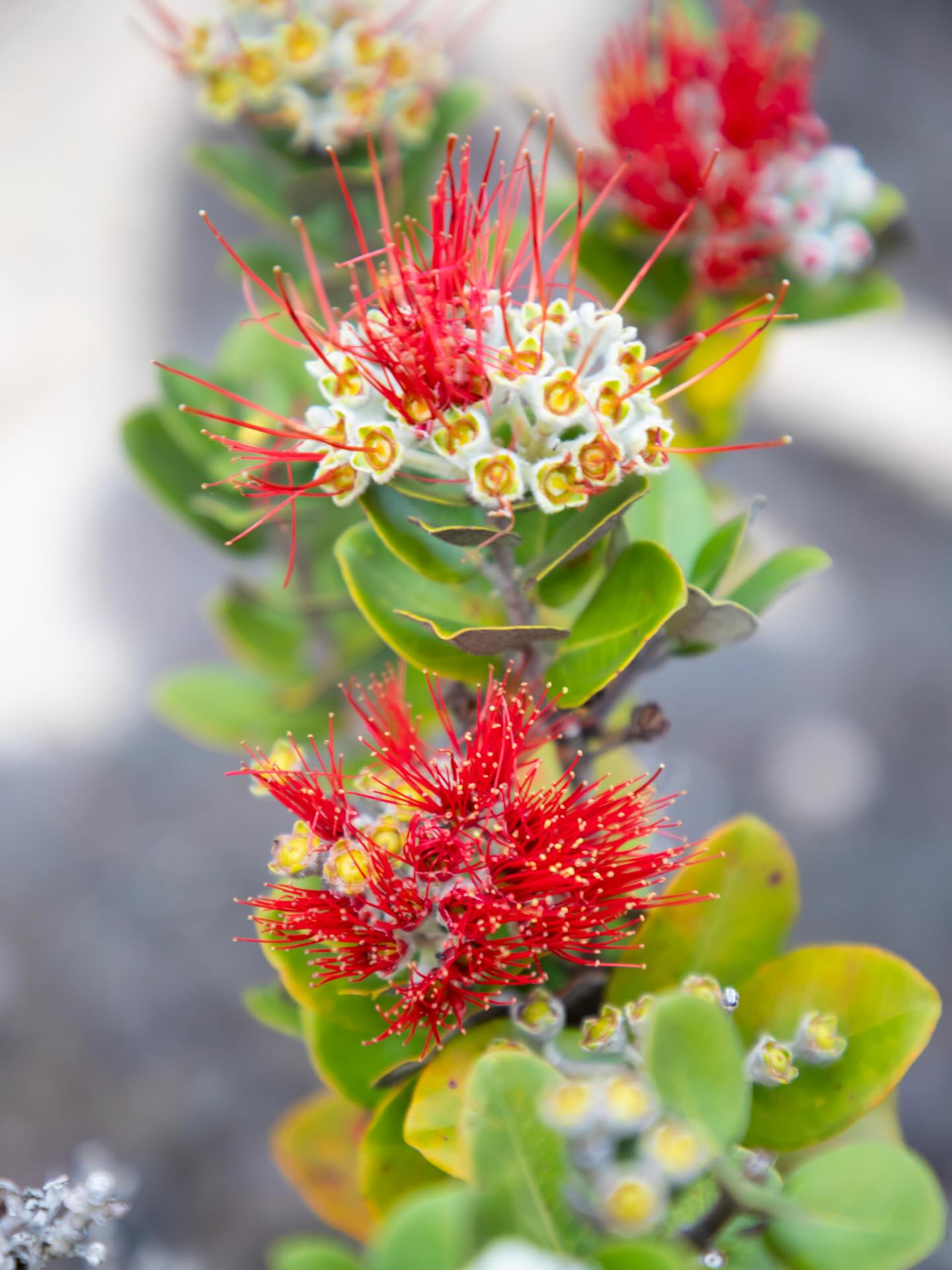 Flora of Hawai’i Volcanoes National Park. So unique and beautiful!
#hiking #hawaii #hawaiivolcanoesnationalpark #travel #getoutside #blog #flower #flowers