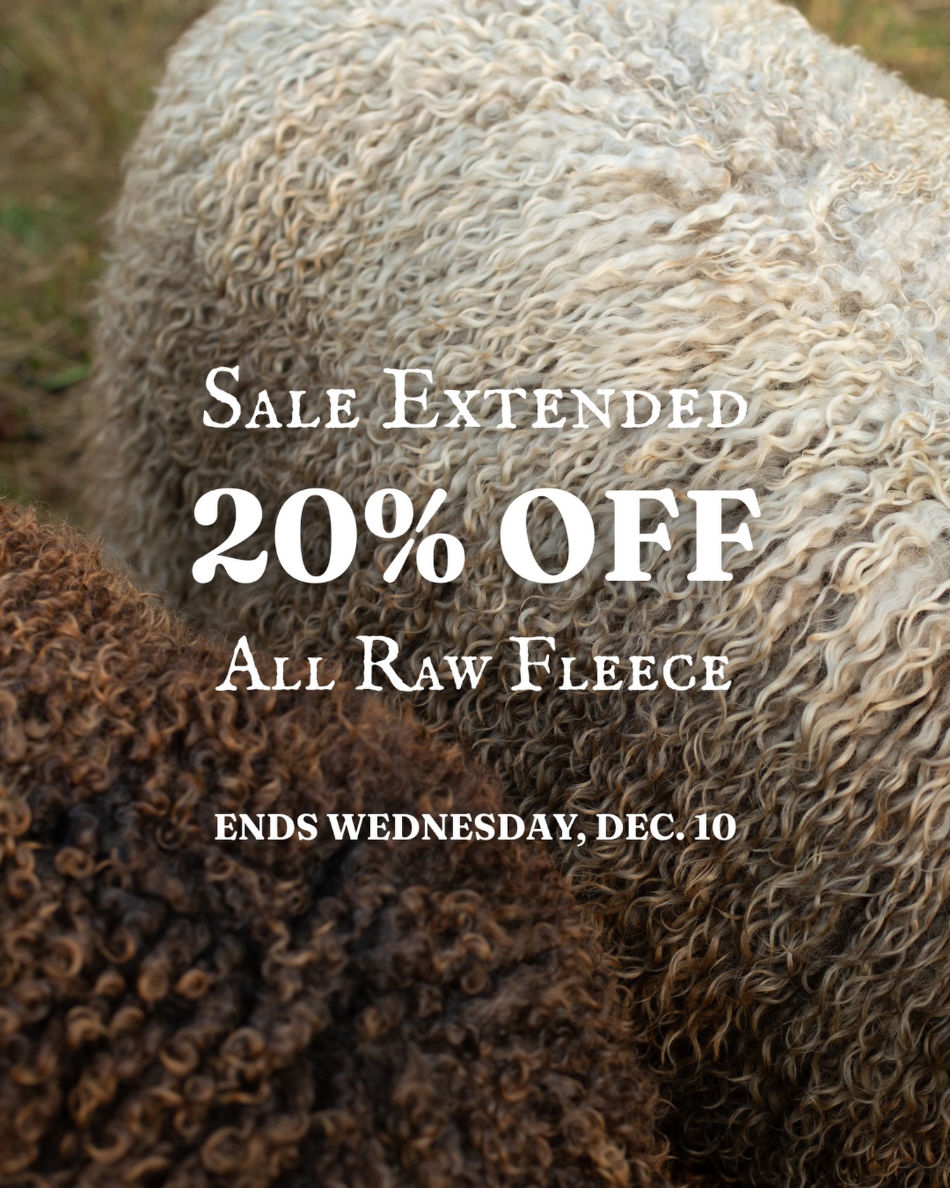 We heard you loud and clear, for everyone who wished our sale would stretch into December consider your wish officially granted! ❄️✨
We’re extending this one-time opportunity so more of you have the chance to snag the wool you’ve been eyeing. Whether you’re planning your next spin, felt, or fiber art project, this is your moment to stock up on the good stuff.
Just remember: it’s first come, first pick, and no two fleeces are ever alike. When your favorite one is gone, it’s truly gone for the season.
Happy stashing, fiber friends! 🐑💛
#rawfleece #wool #fiberart #fiberartist #crafts #craftingsupplies #sheepwool #shopsmall #fiberfarm #yarnspinning #felting #sale #discount #handcrafted #homemadegift #giftideas #sustainableproducts