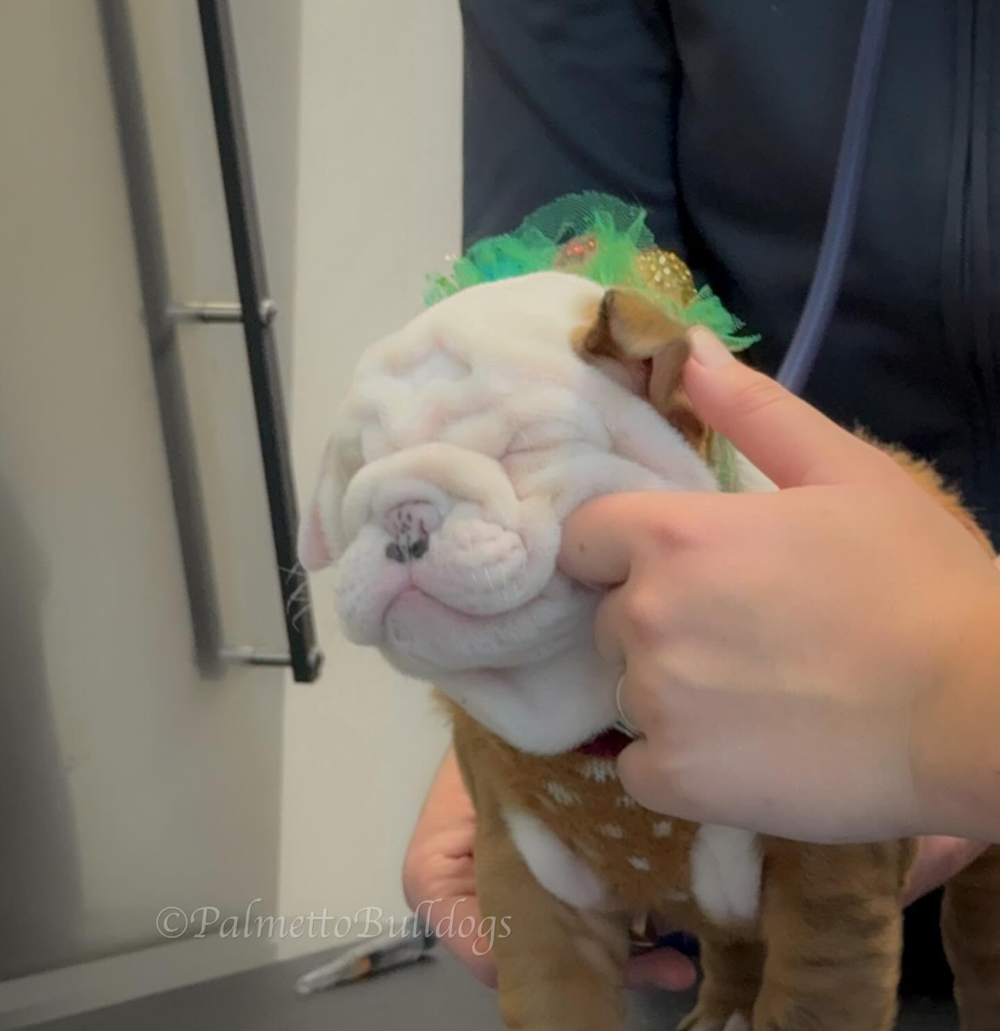 😹🙈😹 Matilda’s Smile! #funny #palmettobulldogs #englishbulldogpuppy #deer #insta