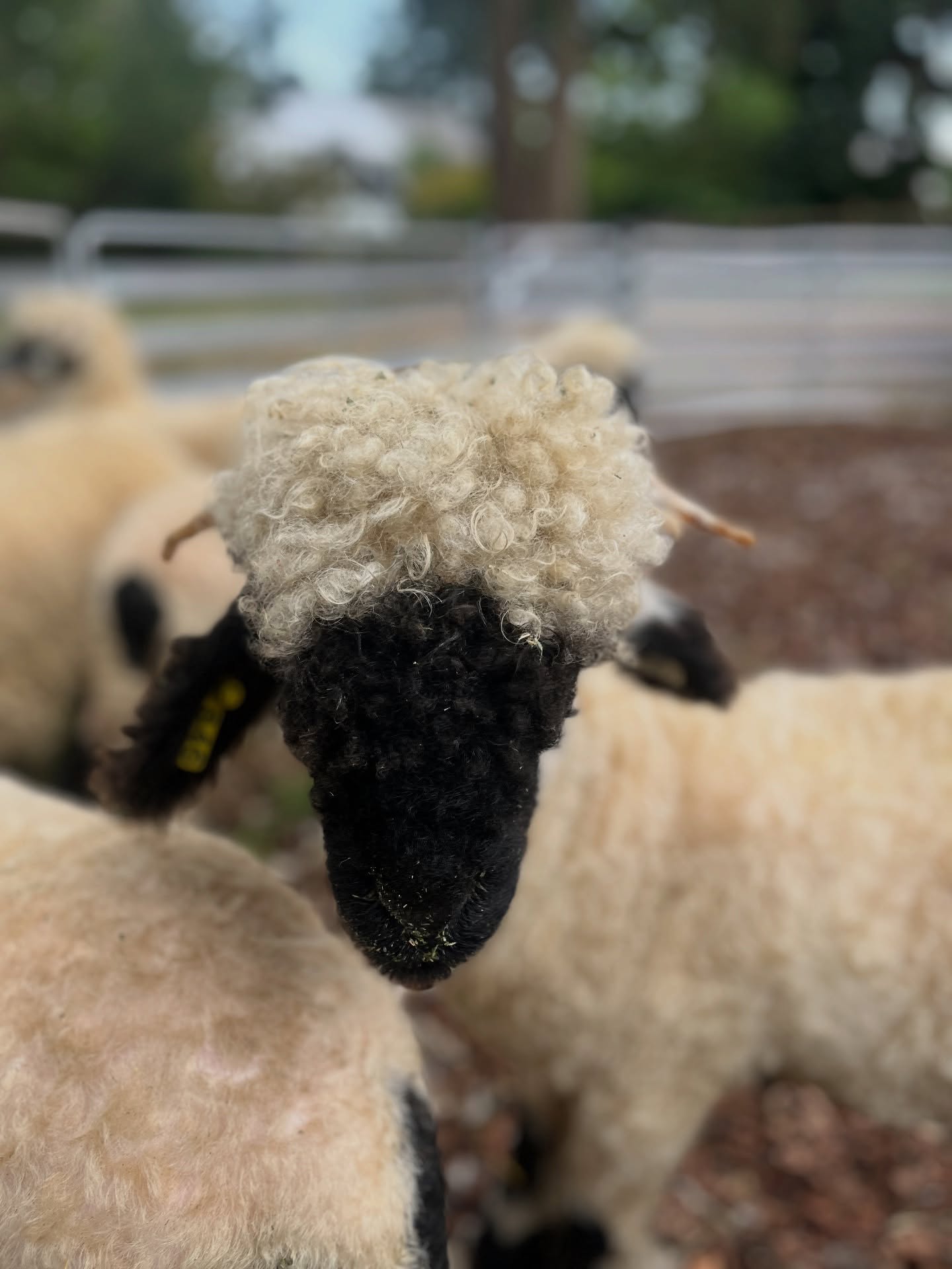 Someone got a haircut! ✂️
And that means YOU get the fluff!
All raw fleeces on our website are 20% OFF through Dec. 10th! Each fleece comes in full and is completely unique, brimming with character, and ready for your next project🧶✨
🛒🔗 See what’s available on our website: www.wildrosefarmwhidbey.com
#haircut #shearing #rawfleece #woolfleece #rawwool #fiber #fiberart #fibercraft #spinningwool #weaving #felting #funnyanimals #sheepwool #sale #discount #limitedtimeoffer