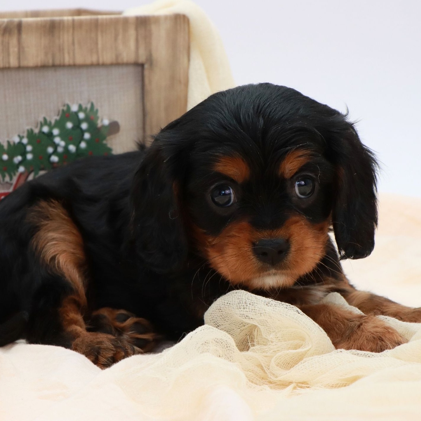 Nick Has Found His FURever Home 🏡
#cavalierkingcharlesspaniel