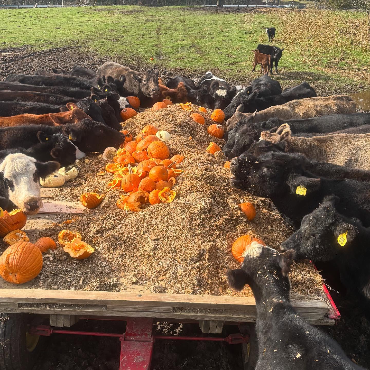 Celebrating Thanksgiving with an early lunch complete with pumpkins! Wishing a Happy Thanksgiving to all our customers and friends!
#roundtreefarmgreenhouse #cows #familyfarm #thanksgiving
