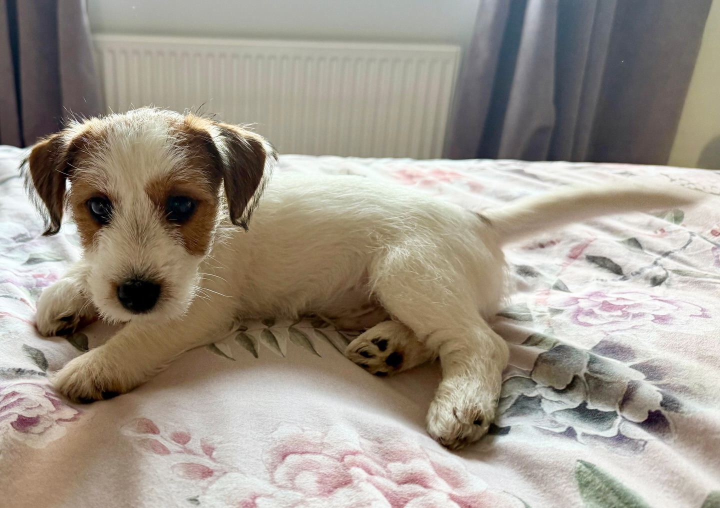 Jackcamb Astro Sky, aka Bertie, has settled well into his new home in Cheshire. He’s going to have wonderful adventures with his new owners!
#puppylove #jackcambpups #jackrussellterrier #jrtpuppy #jrt