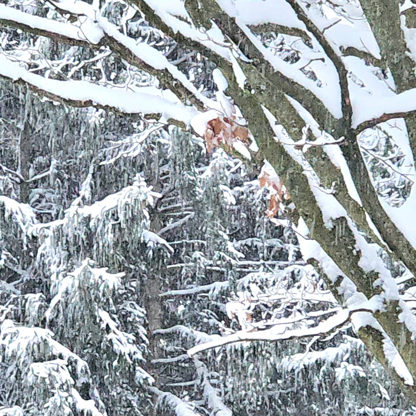 The beauty of snow-covered branches in Saginaw County, Michigan.
#seasons
#winter #winterwonderland❄️ #kathy_woods_booth_photography #michiganphotographer #puremichigan #yes_global ##yes_busa #serene #beautifulday #peaceful #treestagram #treesphotography #snowcovered