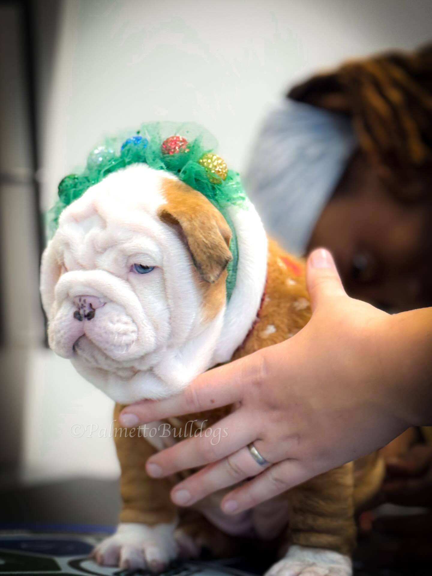 Matilda’s Serious Face!!! #palmettbulldogs #bulldog #insta #serious