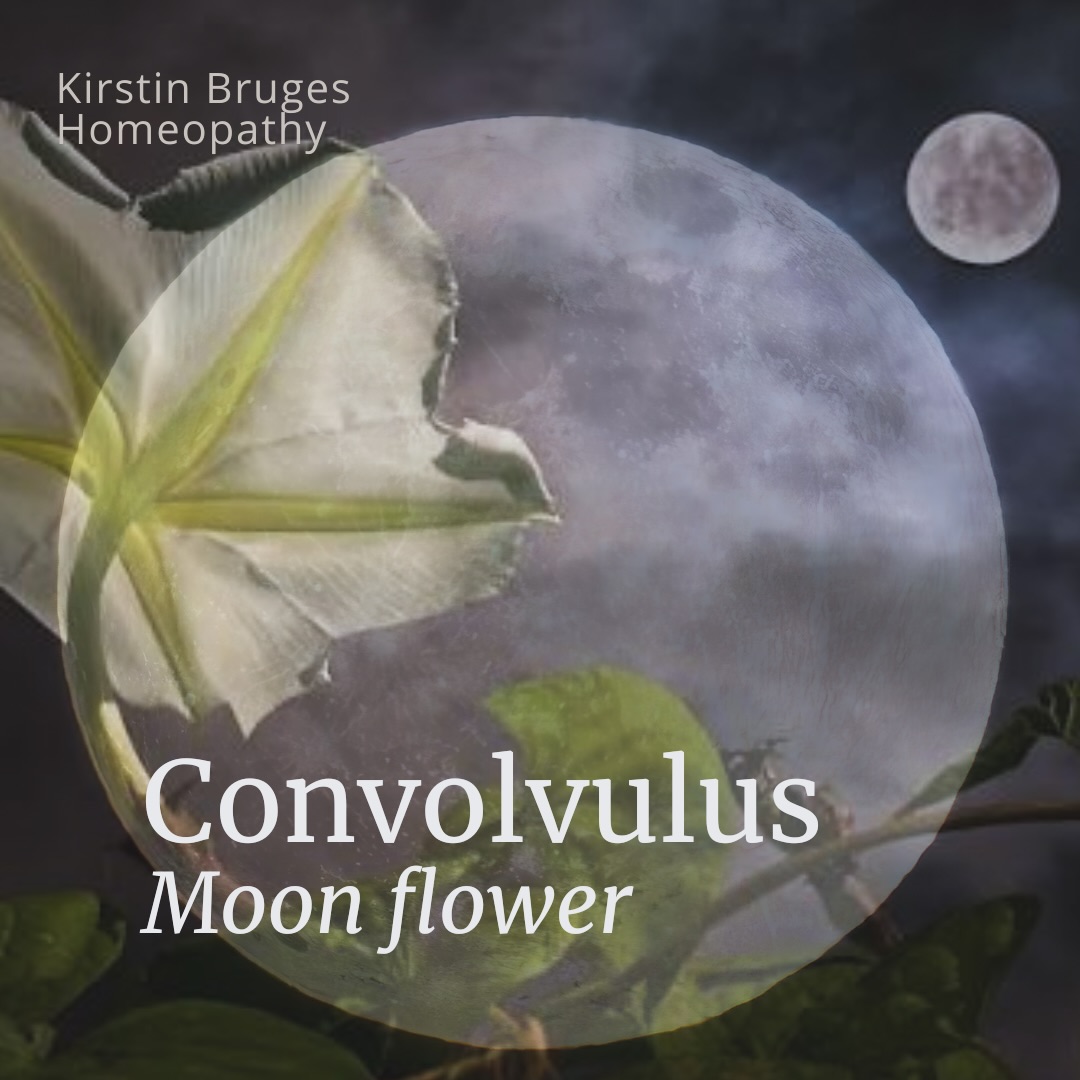 Convolvulus – Moonflower Homeopathic Remedy
With the full moon 🌝 tomorrow it got me thinking is there a flower called moon… and there is! Of course it’s our remedy Convolvulus. It’s known to only open its petals in darkness. It waits for the cooling of the world and dim light, before it reveals itself.
Which reflects the remedy state: an individual sensitive, overwhelmed, fragile from its shadow self 🌸
Yakir and Schloten both have wonderful remedy pictures stating - Convolvulus is a remedy of contrasts: spirit versus body, euphoria versus despair, vision versus confusion. It belongs to those who feel stretched thin by life, unsure of who they are, and pulled between the desire to transcend and the reality of their own nervous system.
Convolvulus state may appear euphoric, bright, even spiritually charged. There can be moments of intense internal power or uplift, as though the spirit is momentarily freed from the confines of form.
However the nervous system is too fragile to hold the light.
Individuals experience tension between their inner, spiritual world and the heaviness of their physical life. They long for purity.
Other themes…
••Hypersensitivity < worse noise & 💡
•• Hallucinogenic// Fear of losing the mind
“I am going insane.” With many delusions
•• Dreamlike consciousness
A defining feature of Convolvulus is an altered state of awareness:
– dreamy, absent-minded, drifting
– feeling “not quite here”
– as if living behind a veil
– as if watching oneself from the outside