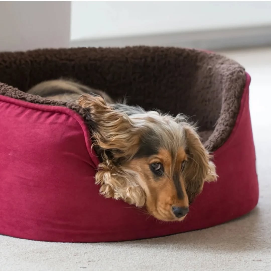 Are you still wondering when to tell your pet off? What if we told you that's not the best approach? Check out my latest blog post to discover why setting your pets up to succeed is the key to a harmonious home! Learn more here:
https://wix.to/fczkl9v
#PetTraining positive Reinforcement #dogbehaviour #catbehaviour