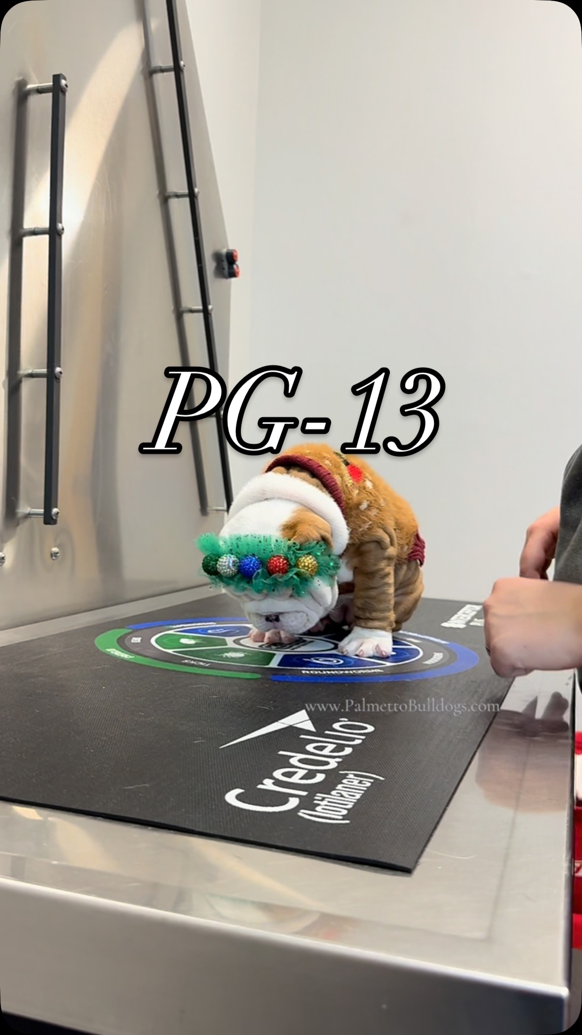 “Matilda” #palmettobulldogs #puppy #funny #insta #love #instagood #puppies #dogsofinstagram