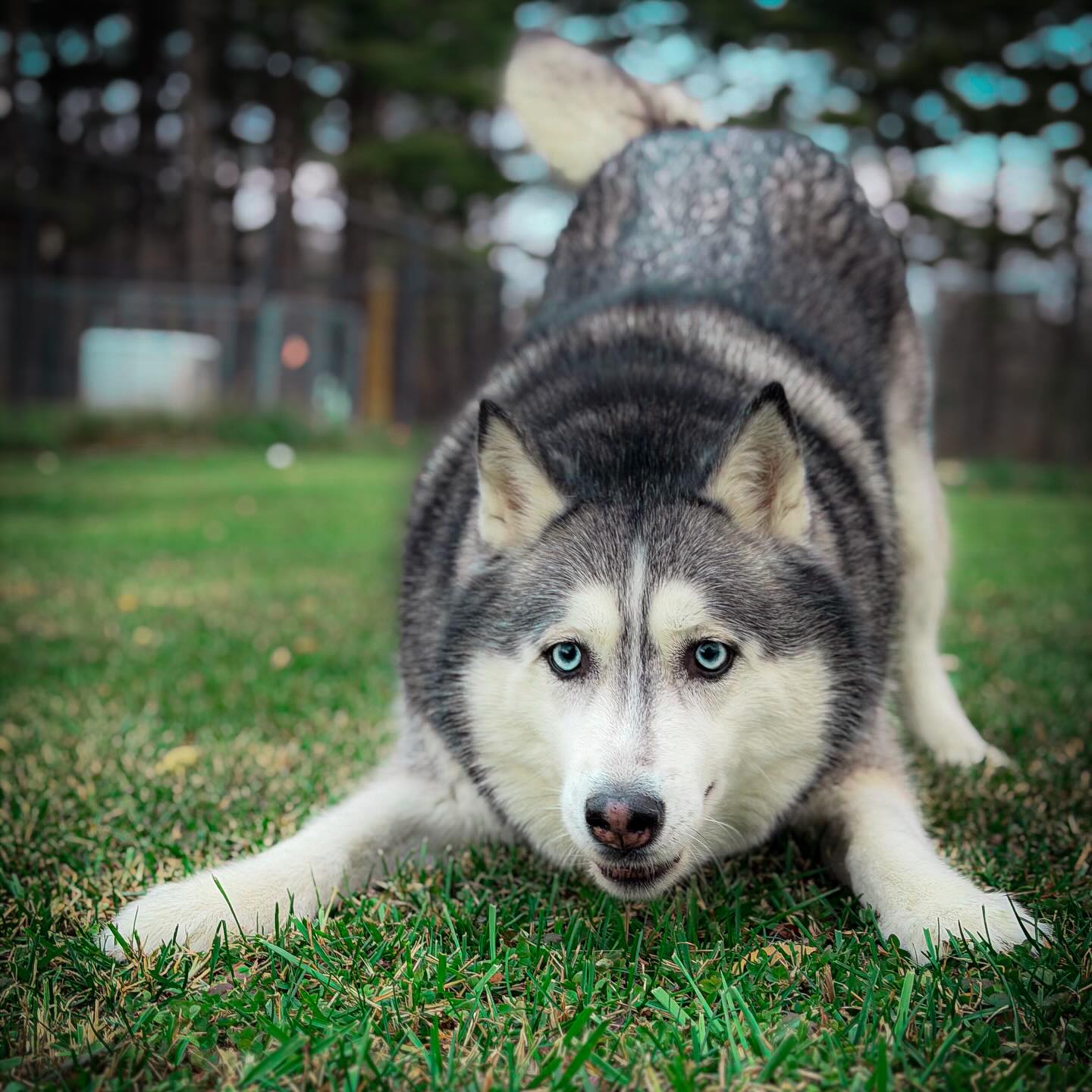 🐾 Sasha