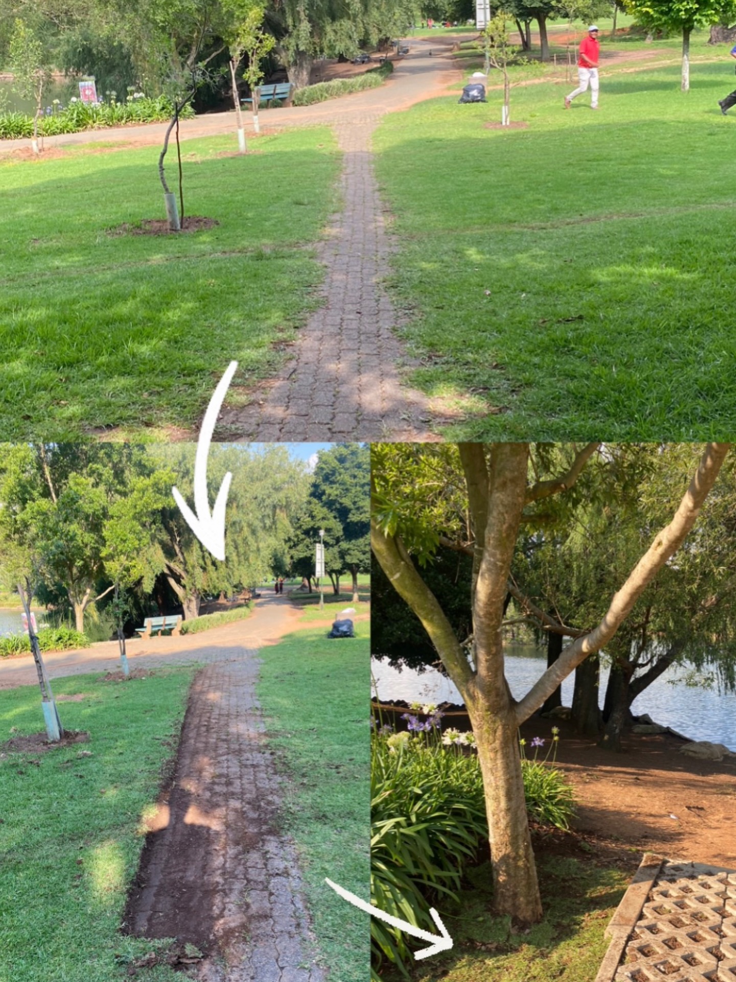Work has started on clearing the walkway from the c/o Roscommon Rd and Lower Park Drive
We’re repurposing the grass by laying it down around some of the benches.
Help us do even more by becoming a Friend of Zoo Lake 💚 www.zoolake.co.za/become-a-friend