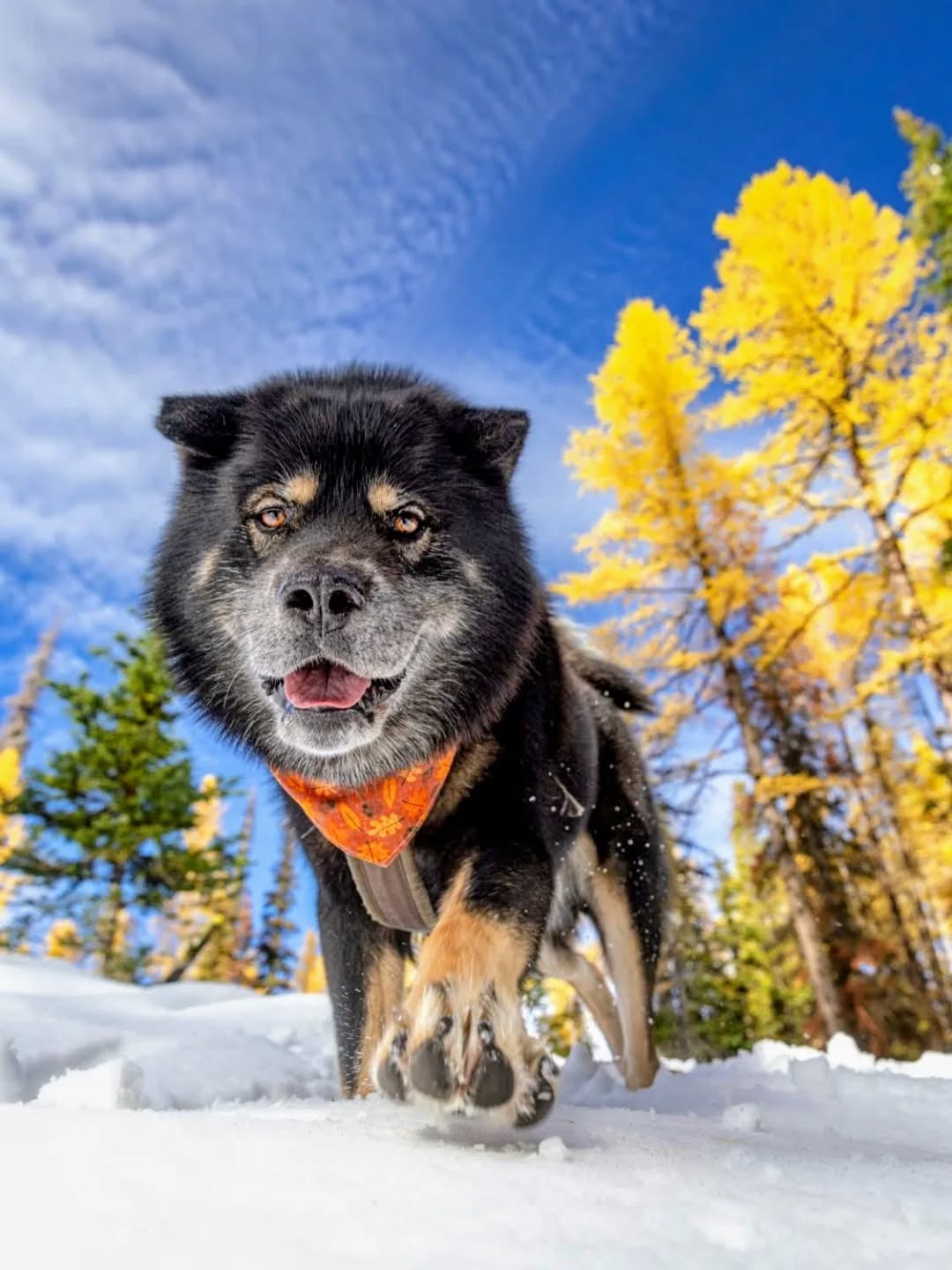 Hi there - you look like you could use a paw!
I was supposed to be standing still to pose for this picture, but when I saw Mom all down in the snow (she says she was just "getting an angle") I had to come check on her and make sure she was OK. As it turns out, my helpful actions gave her an even better angle - one that shows off my cute toebeans!
Do you check in on your humans too, or leave them to fend for themselves? π