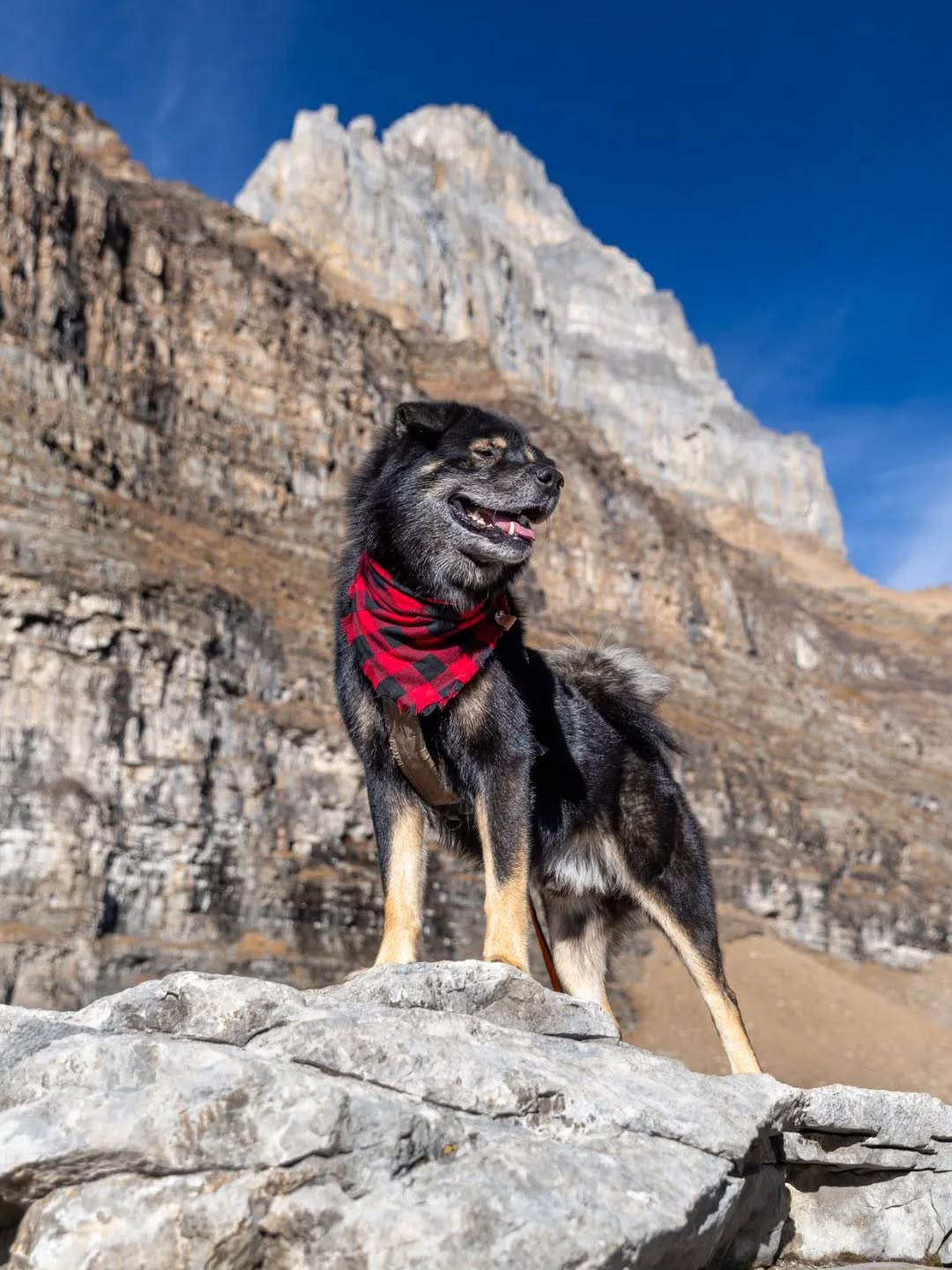 Just casually throwing another variation of my signature pose in the mountains. π€©
Have your humans ever had weird/unsettling dreams about you? A couple weeks ago momma dreamed she and I were checking into a hotel, and between her luggage and my leash she didn't have a free hand to sign the paperwork, so she let the bellhop hold my leash so she could sign. But then when she finished up we were nowhere to be seen - he had stolen me! She was frantic trying to find me. The hotel staff and police were of no help but the thief's kid brother found her and led her to his home where she recovered me safely. Then she woke up still feeling very stressed.
IRL this would never happen of course, partly because she'd never give a stranger my leash and partly because if any stranger tried to walk me away from my mom I'd become so loud and unmanageable that they'd never be able to hold onto me. π€£