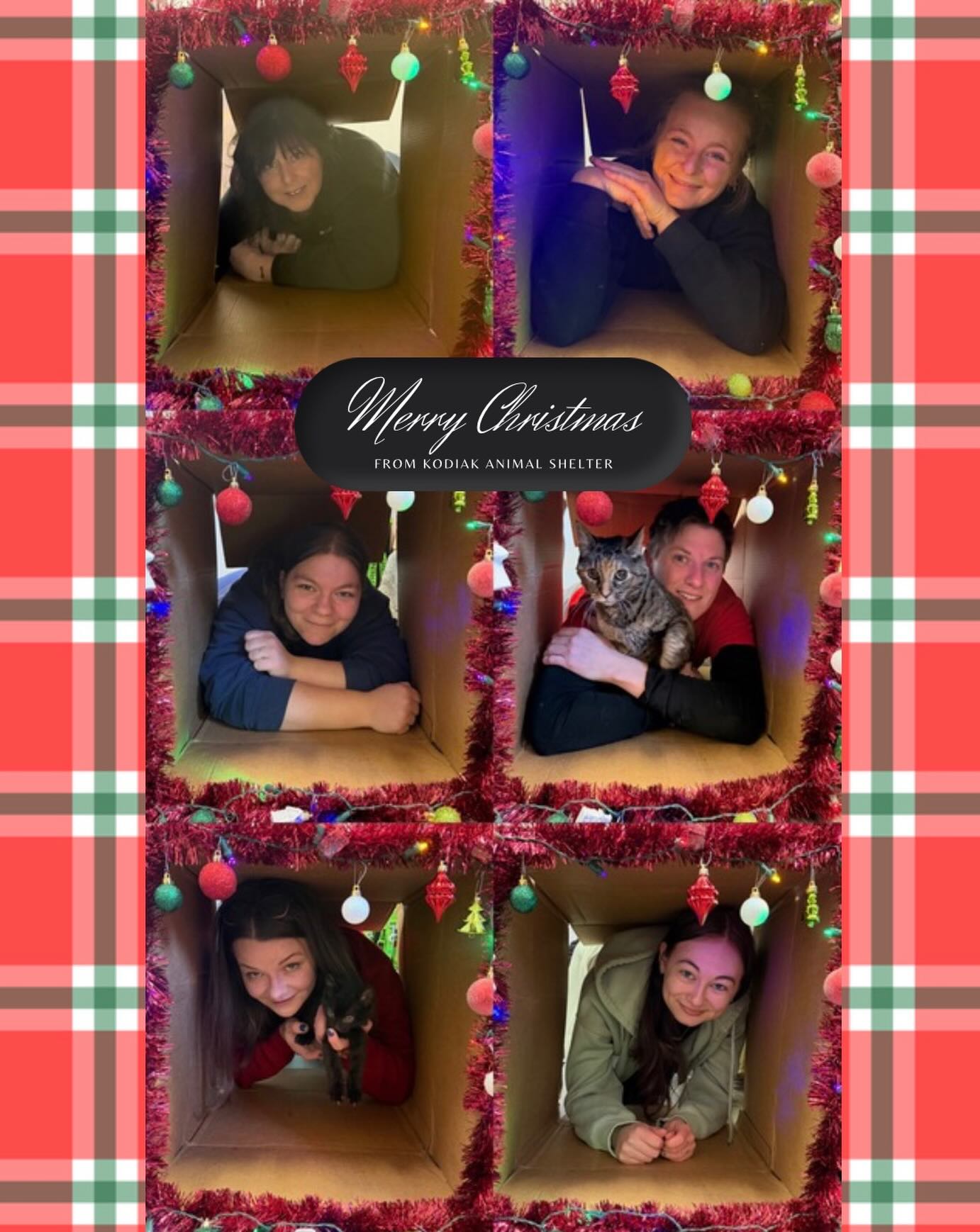 Merry Christmas from us at Kodiak Animal Shelter!🎅🐶🐾🎄