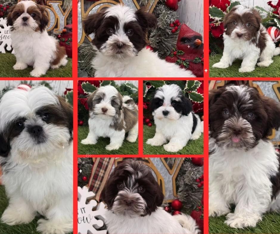 🎄✨ Happy Holidays From Prestige Pets! ✨🎄
There’s nothing sweeter than celebrating the season with a wagging tail and a whole lot of puppy love. This Christmas, our adorable Prestige Pets puppies are hoping to find the gift they want most… a forever family to call their own. ❤️🐾
If you’re looking to welcome a new furry friend just in time for the holidays, we invite you to visit www.prestigepets.net
to see all of our available puppies. Each one is raised with love, care, and attention, ready to bring joy, snuggles, and holiday magic into your home.
Whether you’re dreaming of a playful pup under the tree or a cuddly companion to share the season with, we’d love to help you find the perfect match.
🎅🐶 Holiday happiness starts with a puppy… and your puppy is waiting at Prestige Pets!
Visit us today ➝ www.prestigepets.net
Wishing your family a warm, joyful, love-filled Christmas! ❤️🎁🐾
