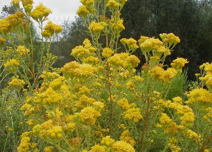 Winter-ready natives for all microclimates ๐ฟ๐
Link in bio for more from Moosa Creek Nursery.
1) Salvia clevelandii (Cleveland sage) โ Plant: OctโFeb | Sun: Full | Water: Low once established | Pollinators: Hummingbirds + native bees.
2) Arctostaphylos spp. (Manzanita) โ Plant: NovโFeb | Sun: FullโPart | Water: Very low | Pollinators: Bees, nectar feeders.
3) Ceanothus โRay Hartmanโ โ Plant: OctโFeb | Sun: Full | Water: Low | Pollinators: Bees, butterflies.
4) Encelia californica (California brittlebush) โ Plant: OctโMar | Sun: Full | Water: Very low | Pollinators: Bees, beneficial insects.
5) Eriogonum fasciculatum (California buckwheat) โ Plant: OctโMar | Sun: Full | Water: Low | Pollinators: Bees, butterflies, beneficial moths.
Why these choices: they thrive in Valley Centerโs warm winters and support diverse pollinators while requiring minimal water. Moosa Creek Nursery has specialized in local, minimal-chemical-grown stock since 2004 โ healthier plants mean stronger pollinator habitat and long-term garden success.
Tell us which plant youโre adding this season or tag a project youโre planning! ๐ผ๐ชด
#ValleyCenterCA #NativePlants #PollinatorGarden #MoosaCreekNursery #Waterwise #HabitatRestoration #CaliforniaNativePlants #GardenTips