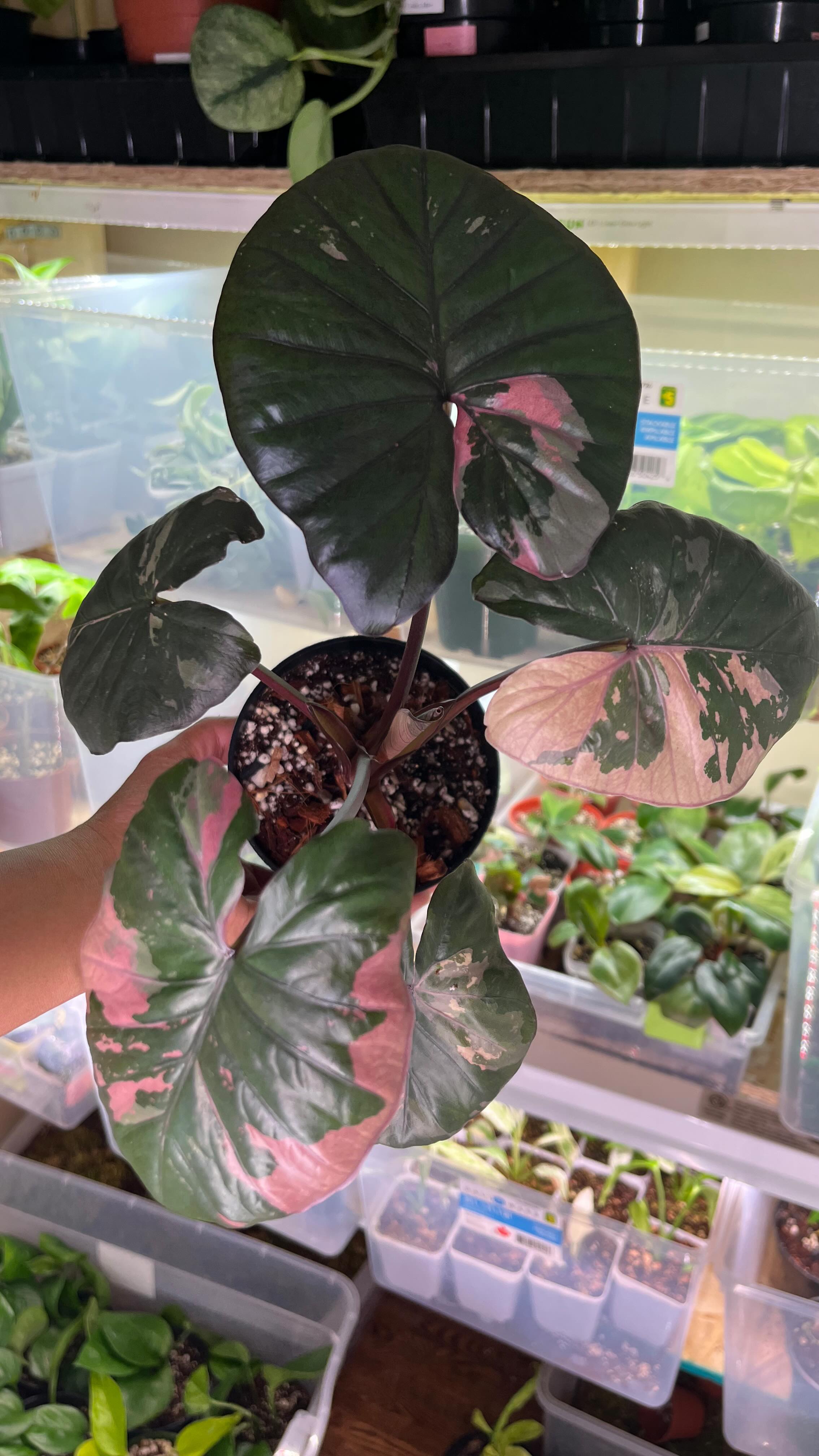 How big and beautiful they are. Momma serendipity is massive.
And guess what… another big leaf is unfurling with stunning variegation. 😍🌱
This Alocasia just keeps leveling up — deep green, soft pink, and that elegant shine. Every new leaf feels like a gift.
What a wonderful way to be grateful and start the day in the middle of the week. 💛✨
She’s truly one of my little treasures.
What do you think of her colors?
#Shootsia #AlocasiaLove #serendipity #VariegatedAlocasia #PinkVariegation #PlantJoy #BigLeafEnergy #OttawaPlants #GreenCrush #LittleTreasuresBigSmiles #HouseplantCommunity