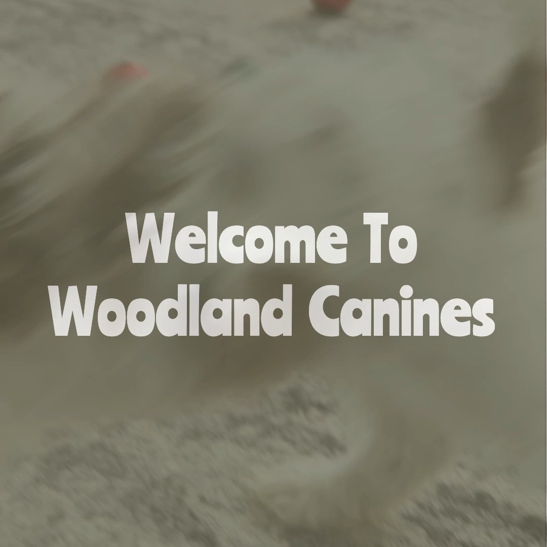 Welcome to Woodland Canines, where happy beginnings start with tiny paws.
We raise Cavaliers, Cavapoos, and Toy and Mini Poodles in a loving, family environment here in Indiana.
Our puppies grow up with early socialization, health testing, and lots of hands-on care to help them become confident, gentle companions.
We are so glad you’re here! Follow along to meet our adorable puppies and get a peek into life at Woodland Canines. #cavalierkingcharles #toypoodles #cavapoo #minipoodle