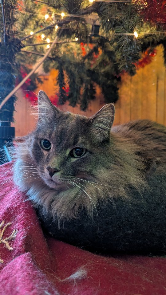 Don't mind the hair, the fluffy boy is shedding. 😬
After posting this reel I glanced beside me and realized I missed an 11th bed. We may have sleeping problem in this house...
Are your pets extra snuggly in the winter months?
www.vivapets.ca
15004 107 Ave NW Edmonton
#greycats #tabbycat #kittencuddles #yegcats #sleepingcat