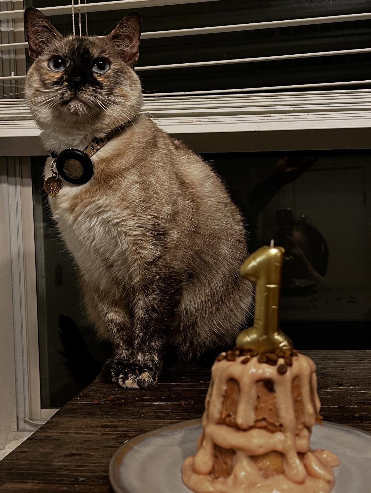 In true second born fashion, we celebrated Sugar’s Gotcha Day a little late 🤷♀️ She’s been spicy from day 1 (November 2, 2024) and has tolerated being the object of Boba’s affection to the best of her ability. In the past year she has transformed from a worm-filled basement troll to the pampered little sweetie she was always meant to be. We love Chooga Booga 🖤🐾 C’mere, Sug.