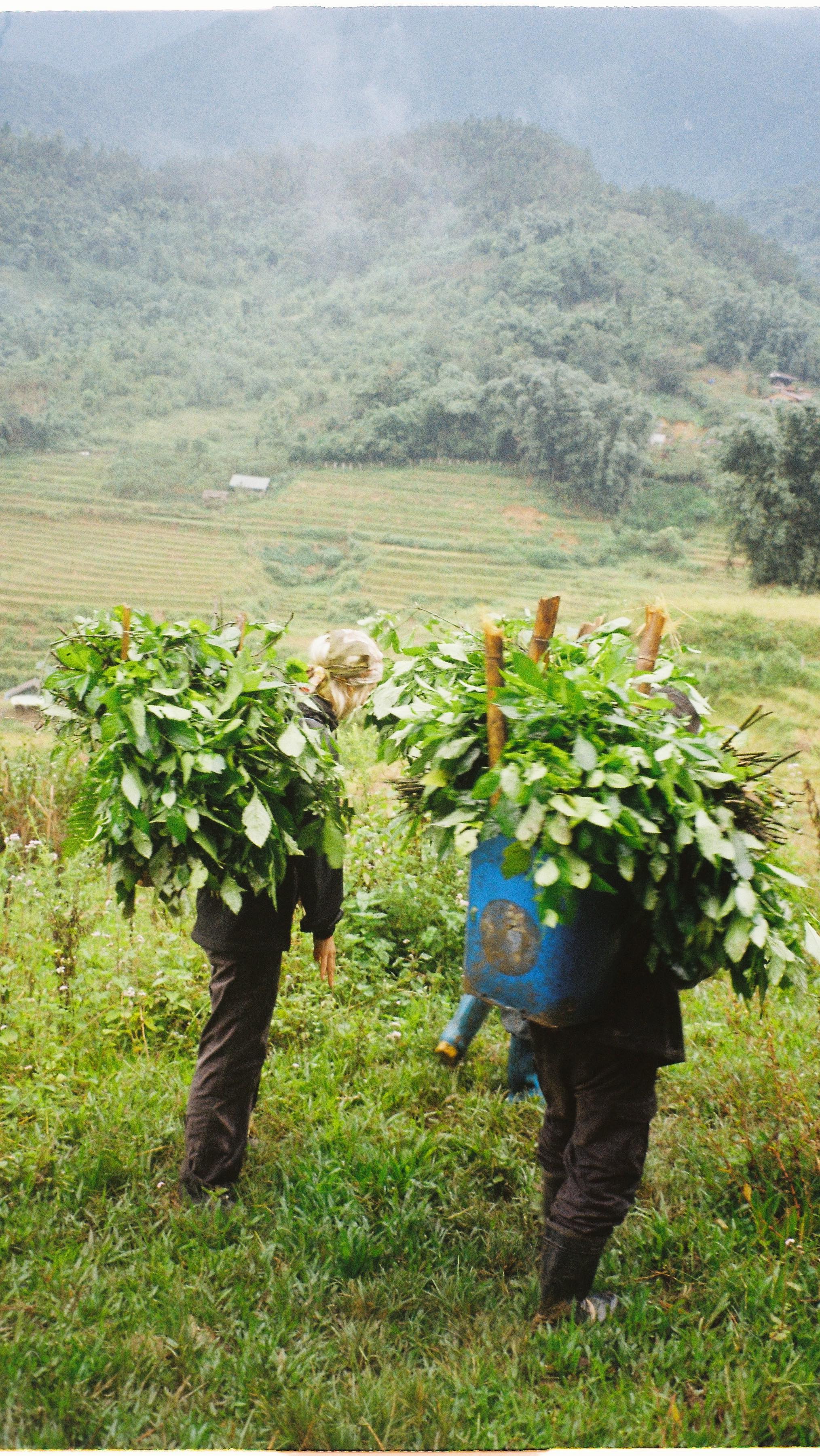 Five days, one dye, and a new way of seeing fashion.
We traded our laptops for dye vats and bamboo fields and spent the week making things with our hands and actually feeling connected to the land they came from.
Our indigo retreat film is finally here, and the full story is up on Substack (link in bio).
Come read it, meet the family who welcomed us in, and see how indigo shifted things for us.
