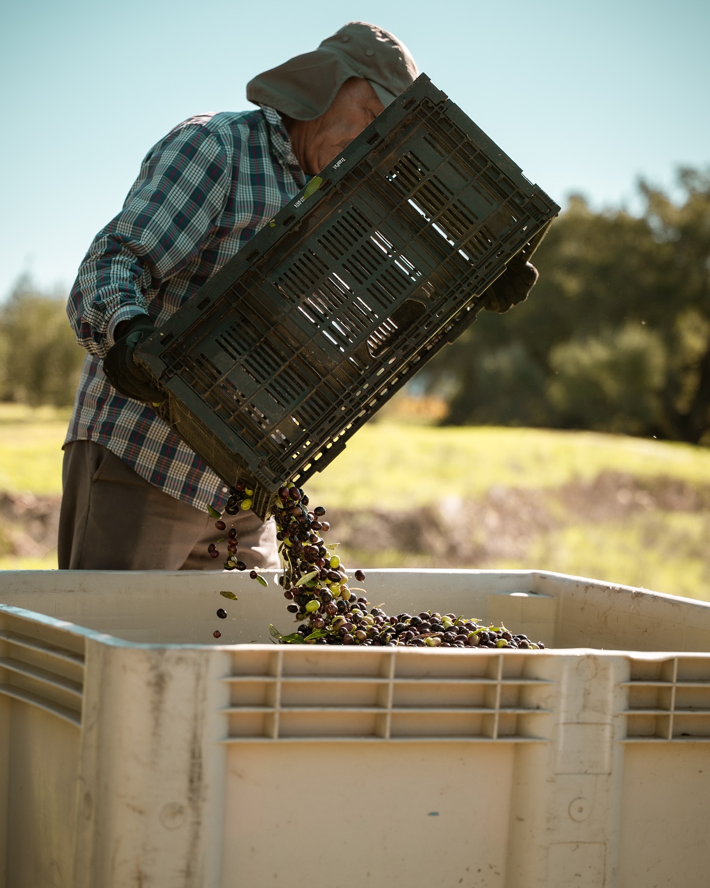 Olives are here!!
It’s a lighter harvest this year. A few of the trees decided to sit this season out, but the ones that did fruit came through with some seriously beautiful olives.
These are headed straight for the mill to become our estate extra virgin olive oil: bright, bold, and loaded with flavor. We can’t wait to share this year’s oil with you soon!