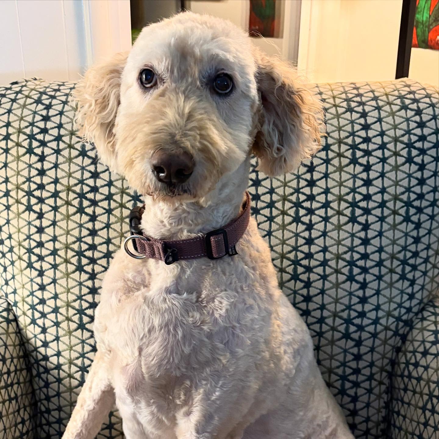 11 years old deserves a permanent place on the feed for this pretty princess. Happy Birthday to Sunny! She's been lighting up our my since day one!