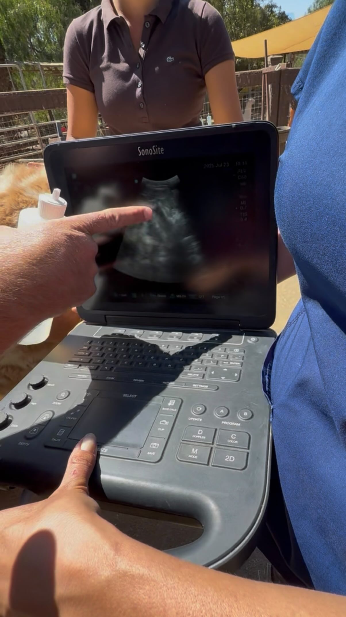 This may be the sweetest gift of all… We’re thrilled to announce that Fancy, our beautiful llama, is expecting a baby!
When Fancy arrived at the farm, she brought a precious surprise tucked in her tummy. With the help of our wonderful vet, Dr. Bender, and Farmer Sissy at her side, we saw a strong heartbeat on the sonogram and confirmed that a cria is on the way! Fancy’s due date is expected in December 2025, and this little one will be the first llama ever born at Sugar Sweet Farm.
We are praying, preparing, and dreaming of welcoming our very own Christmas Cria next year — a tiny miracle we can’t wait to share with you.
.
#Llama #llamallama #cria #Llamababy #babyllama