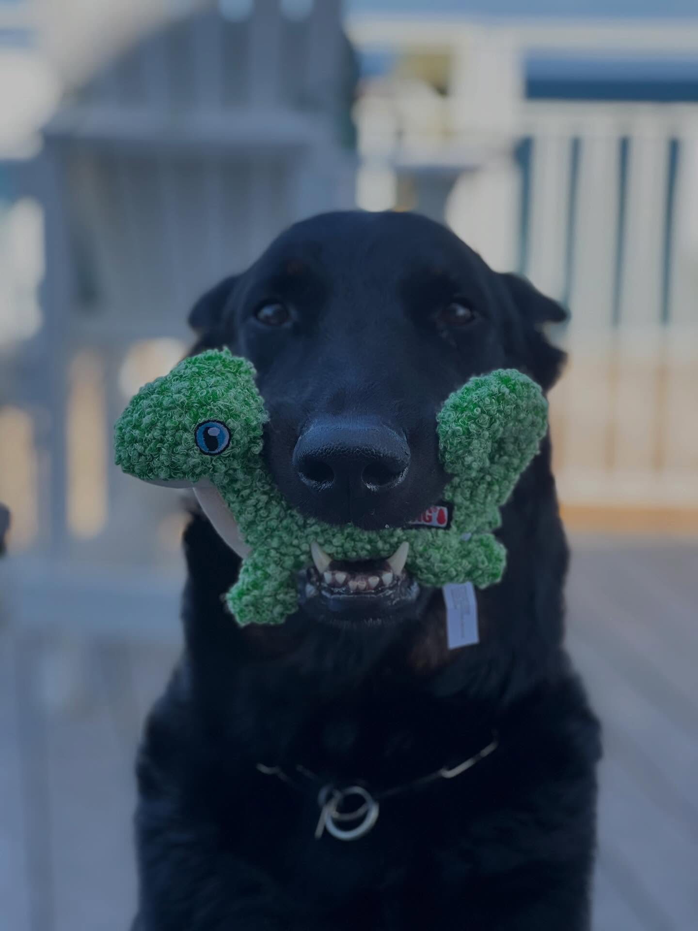 Reaching out for help 🩺
I’m at a loss and I’m not sure what next steps to take so I am going to attempt to enlist the assistance of the dog community. Buckle up, it’s a lengthy story.
Thanksgiving 2024, Brandon and I came home late in the evening to our hallway looking like a murder scene. We were instantly afraid our very stable dogs who were loose in the house had for some reason fought terribly, with extensive wounds to boot. After a lot of examining, we found no cuts or blood on either of the dogs. The following morning, while taking the dogs out I watched Rowan sneeze and blood go flying everywhere. Over the next few hours the bleeding didn’t stop. We got him into the vet that day and he was prescribed prednisone and medication to battle the possibility of tick borne illness. After 8 days and HIGH dose prednisone, the bleeding stopped. Over the next month, we slowly backed him off the prednisone with thankfully no blood, until the day the prednisone stopped, the bleeding came back full force. He was put back on steroids and we were encouraged to get a CT.
A month later we were able to get him in to see an internal specialist. He received a CT, rhinoscopy, biopsy and fungal/bacterial culture. Bloodwork was completely normal. CT showed significant damage to left nasal turbinates and an unknown soft tissue spot in his upper left sinus. Typically this is textbook fungal infection so they went into the rhinoscopy expecting to see fungus but what they saw was…nothing. Some nasal inflammation but that’s it. They took biopsy of the lower left sinus and sent it off. We were prescribed a miracle herbal supplement to clot his blood, antibiotics, and told to wait for biopsy results.
A few weeks later, biopsy and culture results came back with…nothing. No signs of cancer, fungal or bacterial infection. The only thing seen in all testing has been inflammation. With the new herbal supplement (Yunnan Bayaio) we were able to go 2 months without a bleed, only for one to pop up randomly in March. We got it back under control and headed back to the internal specialist. This time we sent off bloodwork for a special GI panel to be completed to see (continued in comments)…