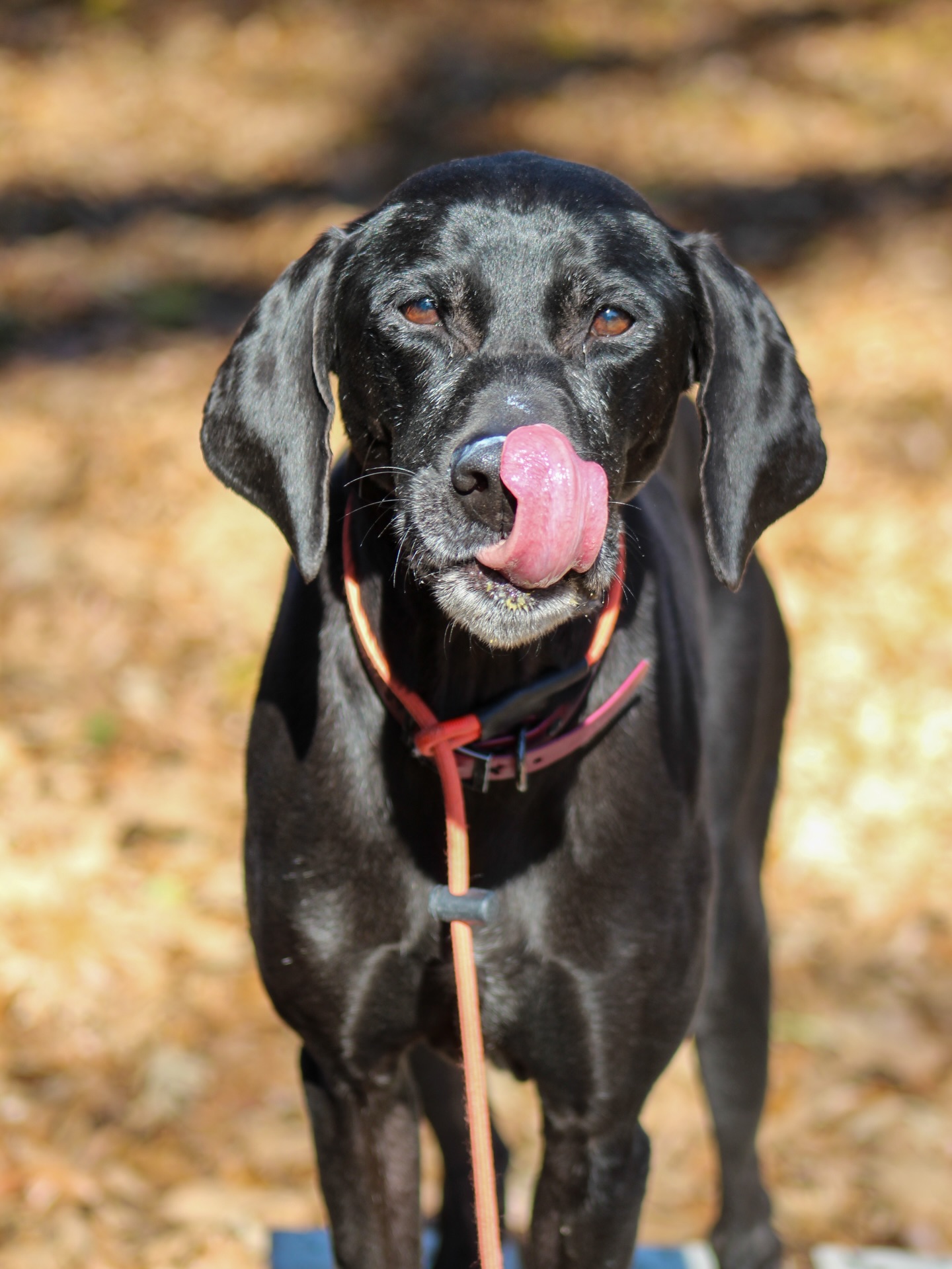 Happy Thanksgiving from our family to yours! We are so thankful for all our clients and their pups. Today we made pup friendly pumpkin pies for all the boarding and training pups. It was a HIT!