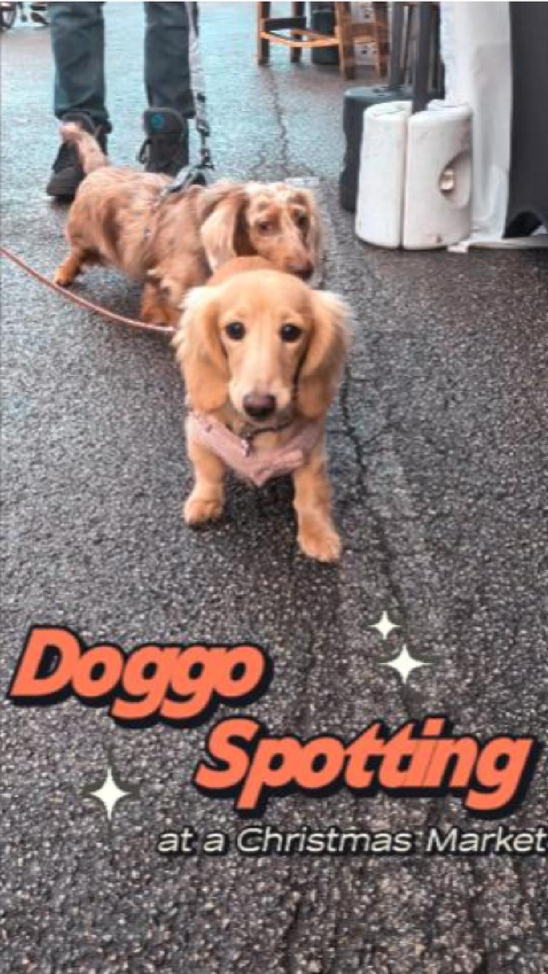Doggo spotting at a @norseblackcandles Christmas Farmers market at Humber Bridge
@littlehummingbirdevents
#farmersmarket #christmasmarket #dogspotting #christmas2025 #supportlocalbusiness #smallbusiness