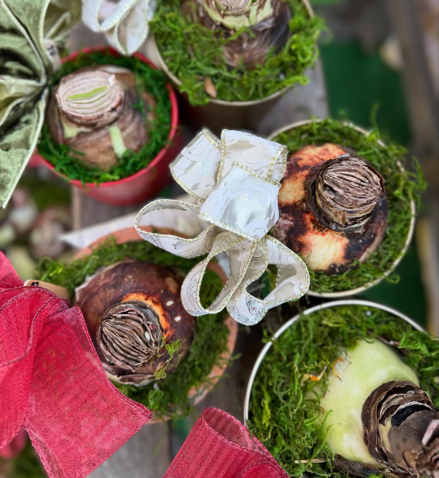Come see me and my friends at @cornerstoreva tomorrow from 1-5pm for an Amaryllis potting bar! I’ll bring the biggest darn bulbs you ever saw and all the fixins you’ll need to get them rooting and sprouting!
Bring your own vessel or choose a new one when you get here! We’ve got three pretty (lesser seen) varieties to choose from. Put a bow on it!
RSVP at the #linkinbio
With @cookbookcourtyard
@georgesmillcheese
@quartzwoodfarm
@yarrowremedy
@snailsdocrochet
@peace_by_piece_
See you there!