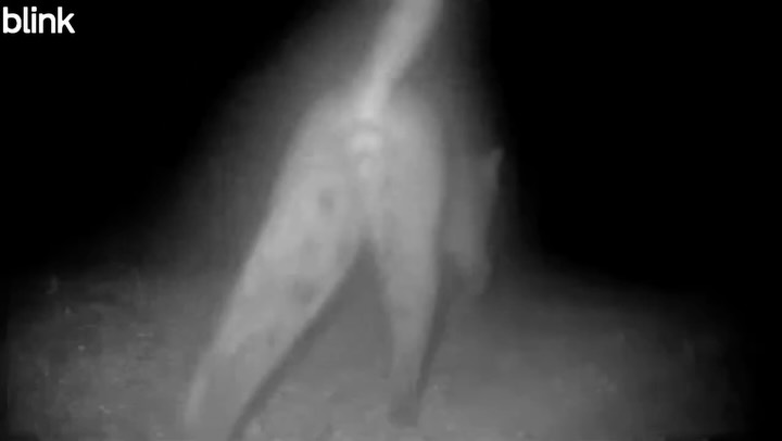 😻💨 A male Bobcat shares a message with our neighborhood (volume up!). What does his unique scent email say? Apparently, much more beyond territory marking, like his health, identity, and mating status. Humans also communicate scent messages to each other without even knowing. #AmazingMammals #IntoNatureFilms