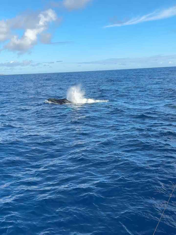Nat Geo Alert ๐จ
Today was one for the books โ bent rods and a whale show that wouldnโt quit. Couldnโt get away from โem if we tried. If you want to catch fish and witness something only a tiny slice of the world ever sees, give us a shout.
Booking: +1 (808) 652-4556
GoFishKauai.com
โข
โข
โข
โข
#GoFishKauai #KauaiFishing #HawaiiFishing #DeepSeaFishing #Kauai #Hawaii #SportFishing #Marlin #Ahi #Tuna #MahiMahi #OceanLife #WhaleWatching #HumpbackWhales #FishingDaily #FishingLife #BertramBoats #Shimano #Yeti
