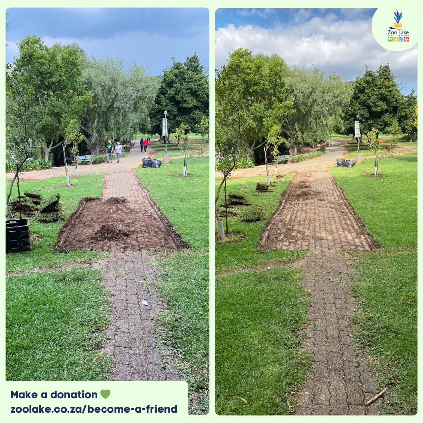 Roscommon Rd Pathway Clean-up Phase 4/6 completed! ✅
The pathway is shaping up nicely, with roughly 12 sq. meters opened up. 🙌
We've received many compliments from loyal park users, who like the re-revealed path. 👏
Visit zoolake.co.za/become-a-friend and help us do more of this kind of thing. 💚