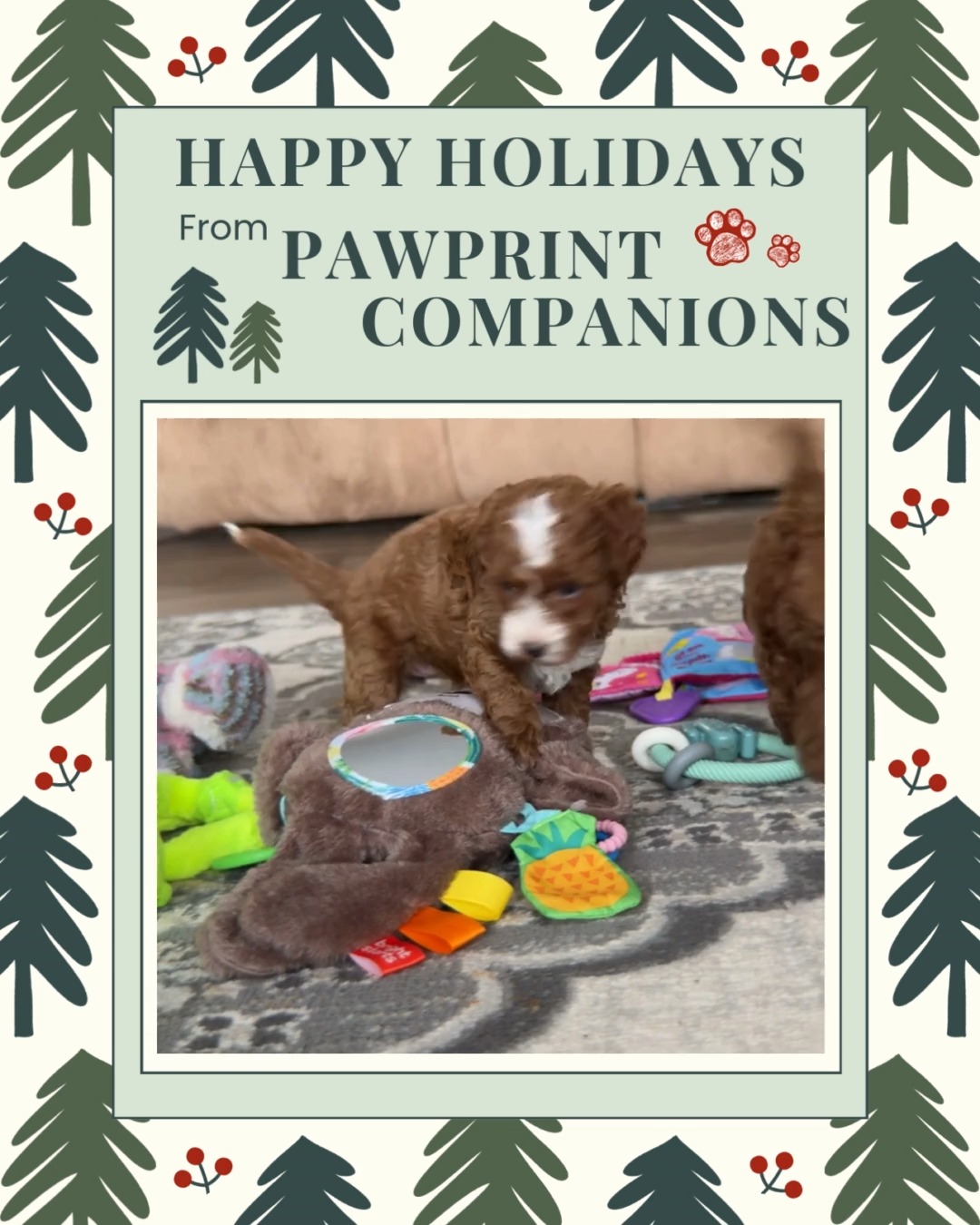 🎄🐾 Happy Holidays From Pawprint Companions! 🐾🎄
➡️ Check Out Available Doodles @ www.pawprintcompanions.com
Whether you’re celebrating with one of our sweet Goldendoodles or simply following along on our journey, we are so grateful for you. ❤️
From our family to yours, Merry Christmas and Happy Holidays! #minigoldendoodle